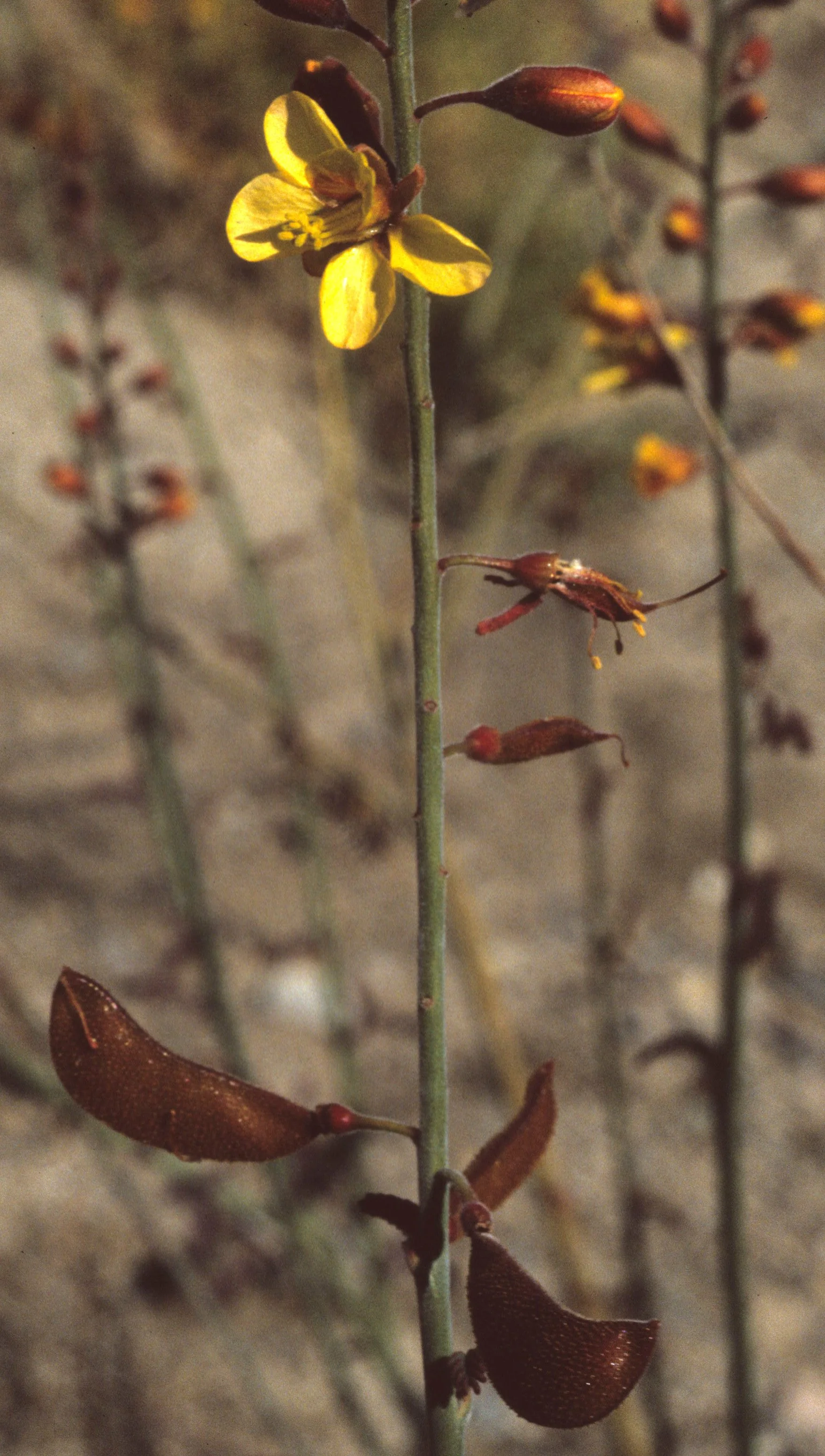 ANZA BORREGO - LEGUMINOSEAE - HOFFMANNSEAGIA MCROPHYLLA - SMALL-LEAFED HOFFMANNSEGGIA.jpg