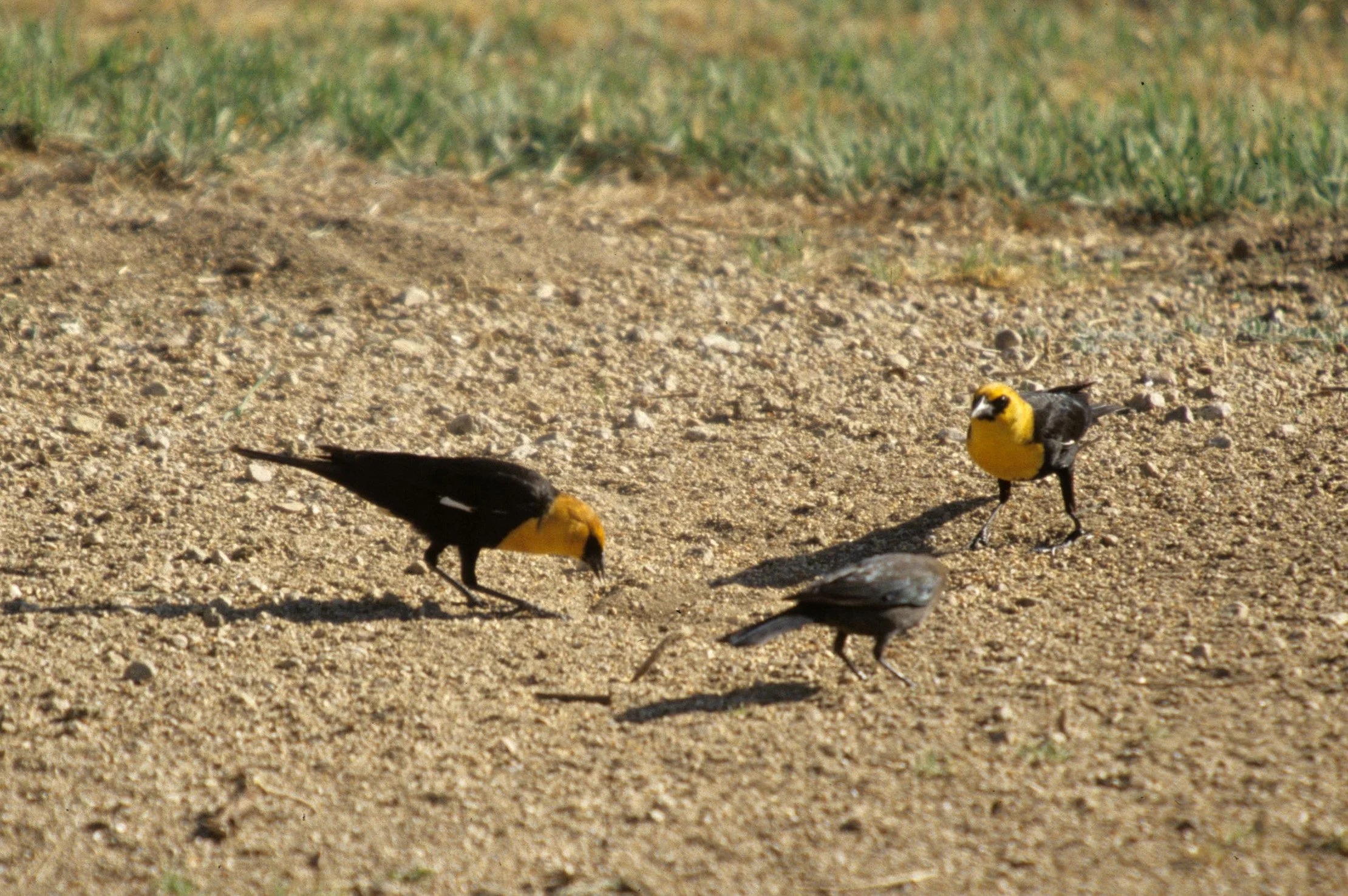 Yellow-headed Blackbird (Xanthocephalus xanthocephalus) Owen's Valley California (1).jpg