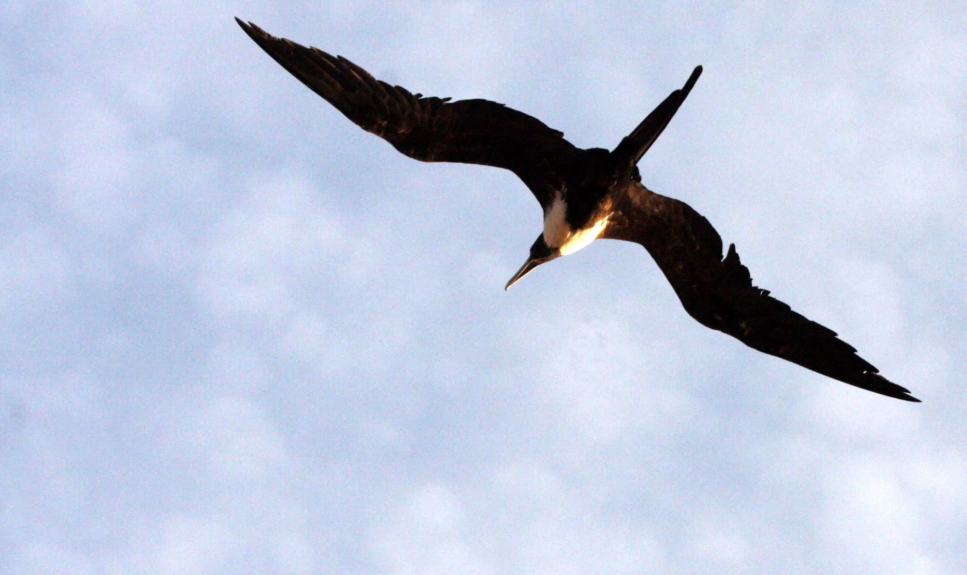 Magnificent Frigatebird (Fregata magnificens) Isla Catalina Baja Mexico (7).JPG