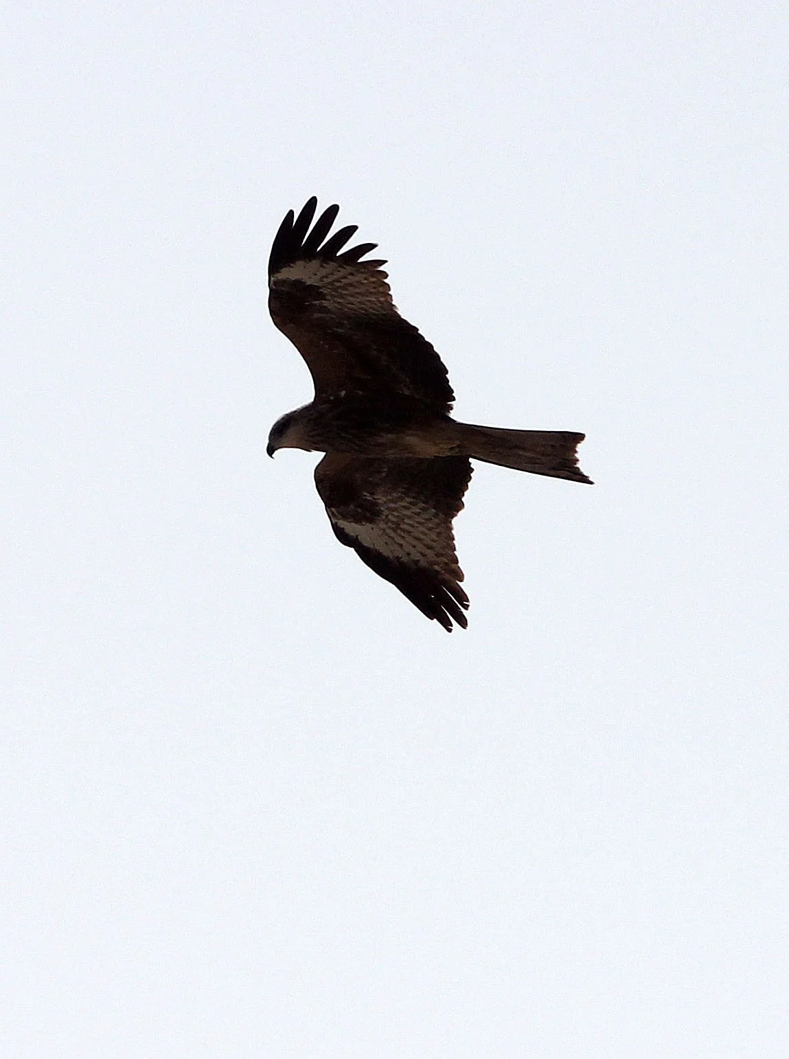 Milvus migrans lineatus - BLACK-EARED KITE - LOP NUR WILD BACTRIAN CAMEL RESERVE - XINJIANG CHINA (19).JPG