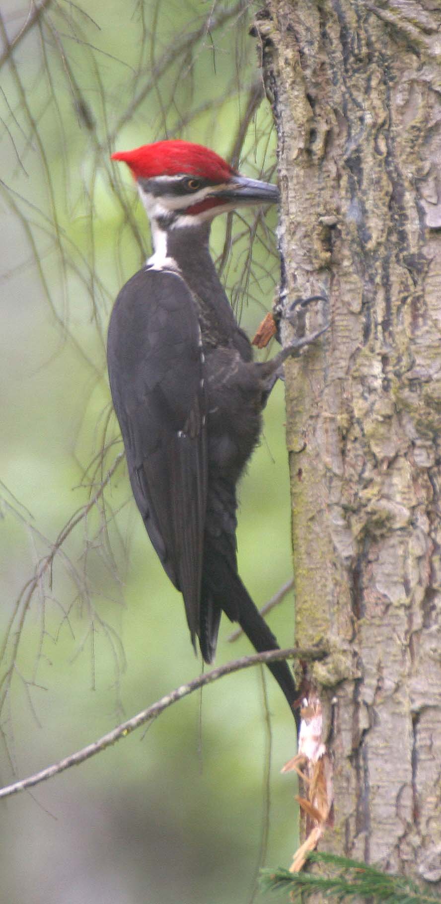 BIRD - WOODPECKER - PILEATED WOODPECKER - GASMAN (23).jpg