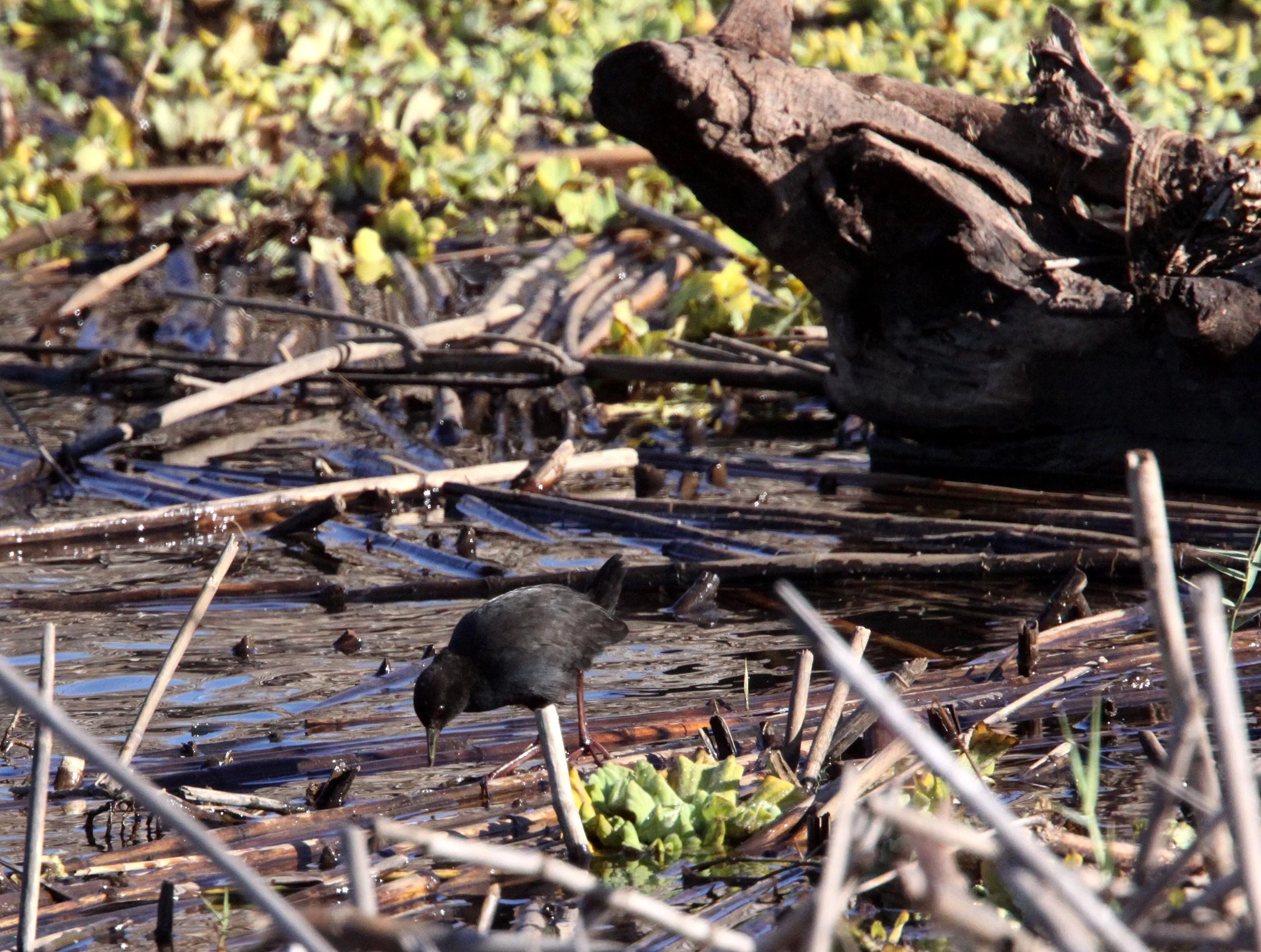 Black Crake (Zapornia flavirostra) Kruger National Park (8).JPG