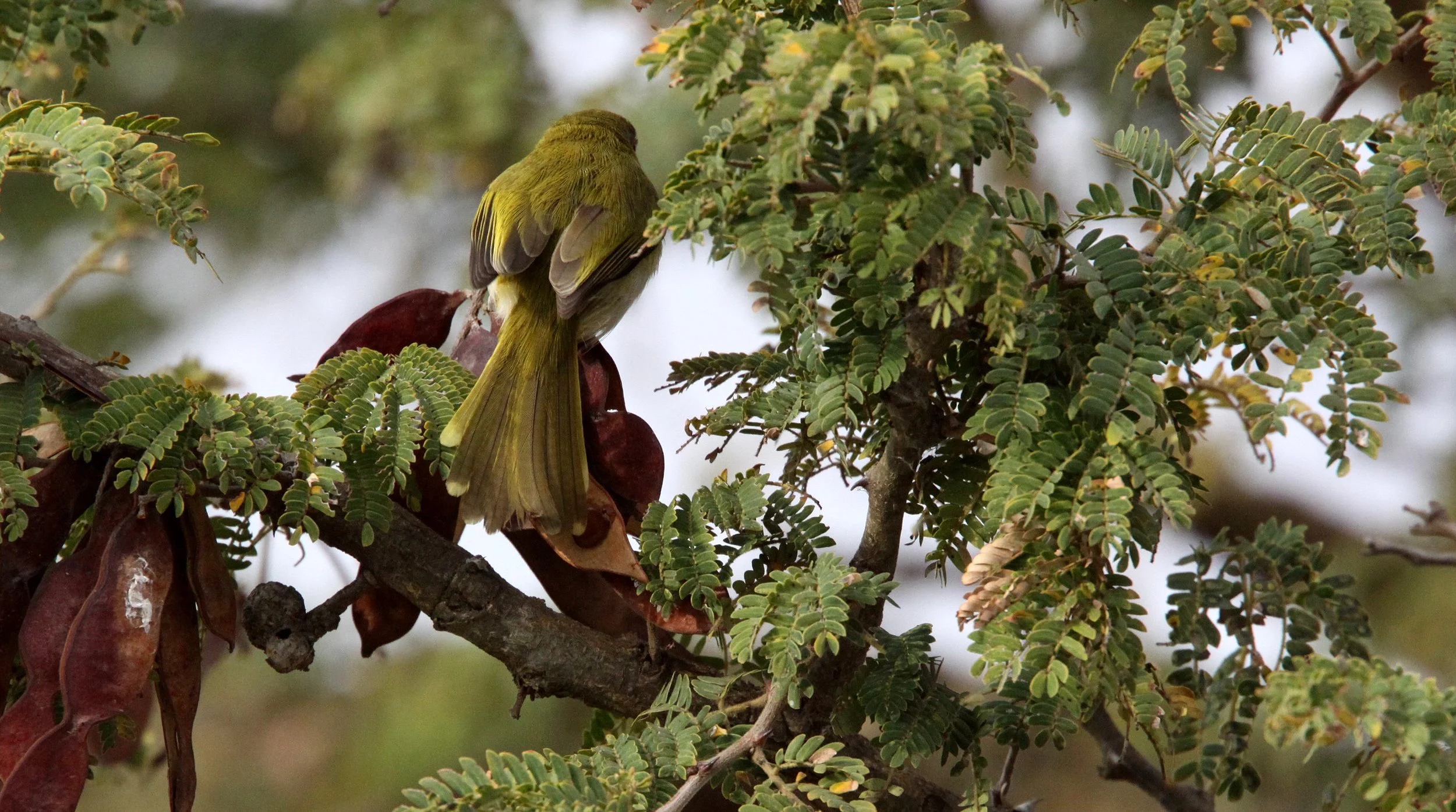 Yellow-throated Apalis - Apalis flavida - Saint Lucia Reserve, South Africa