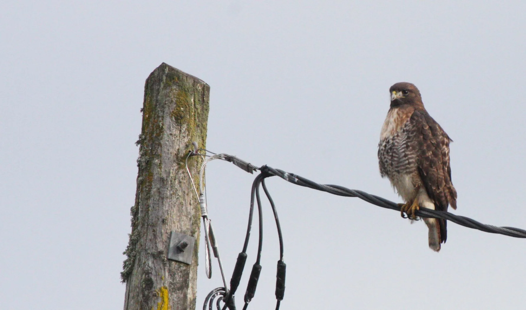 Buteo jamaicensis - RED-TAILED HAWK - JAMESTOWN WA (26).JPG