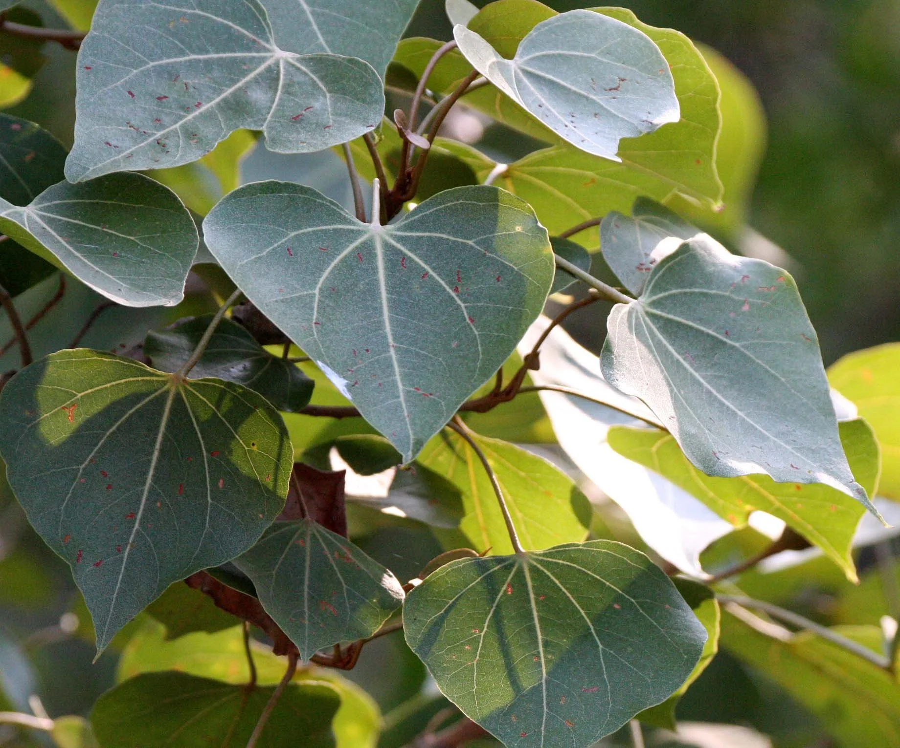 KHAO SAM ROI YOT THAILAND - THESPESIA POPULNEA.JPG