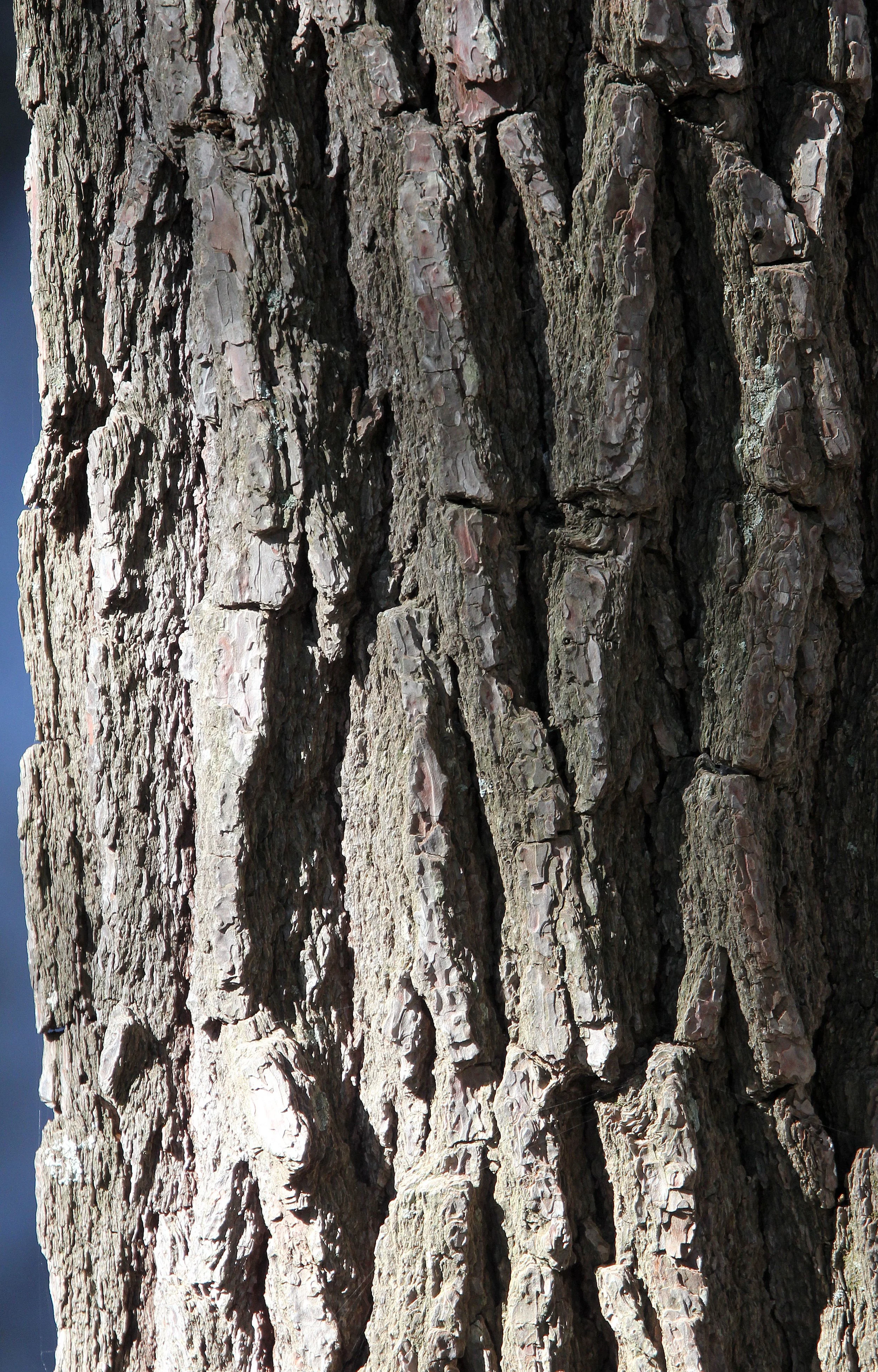SAMARIA GORGE NATIONAL PARK CRETE GREECE (25).JPG