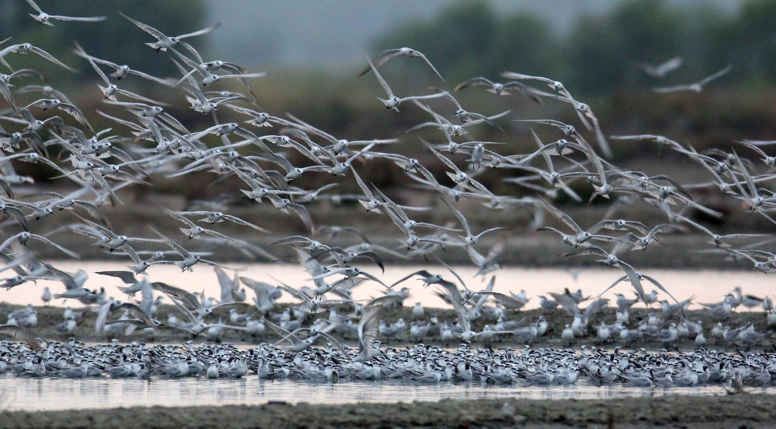 TERN - LITTLE TERN - Sterna albifrons - MIXED FLOCK - KOK KHAM MACHACHAI SALT PONDS - NEAR BANGKOK THAILAND (119).JPG