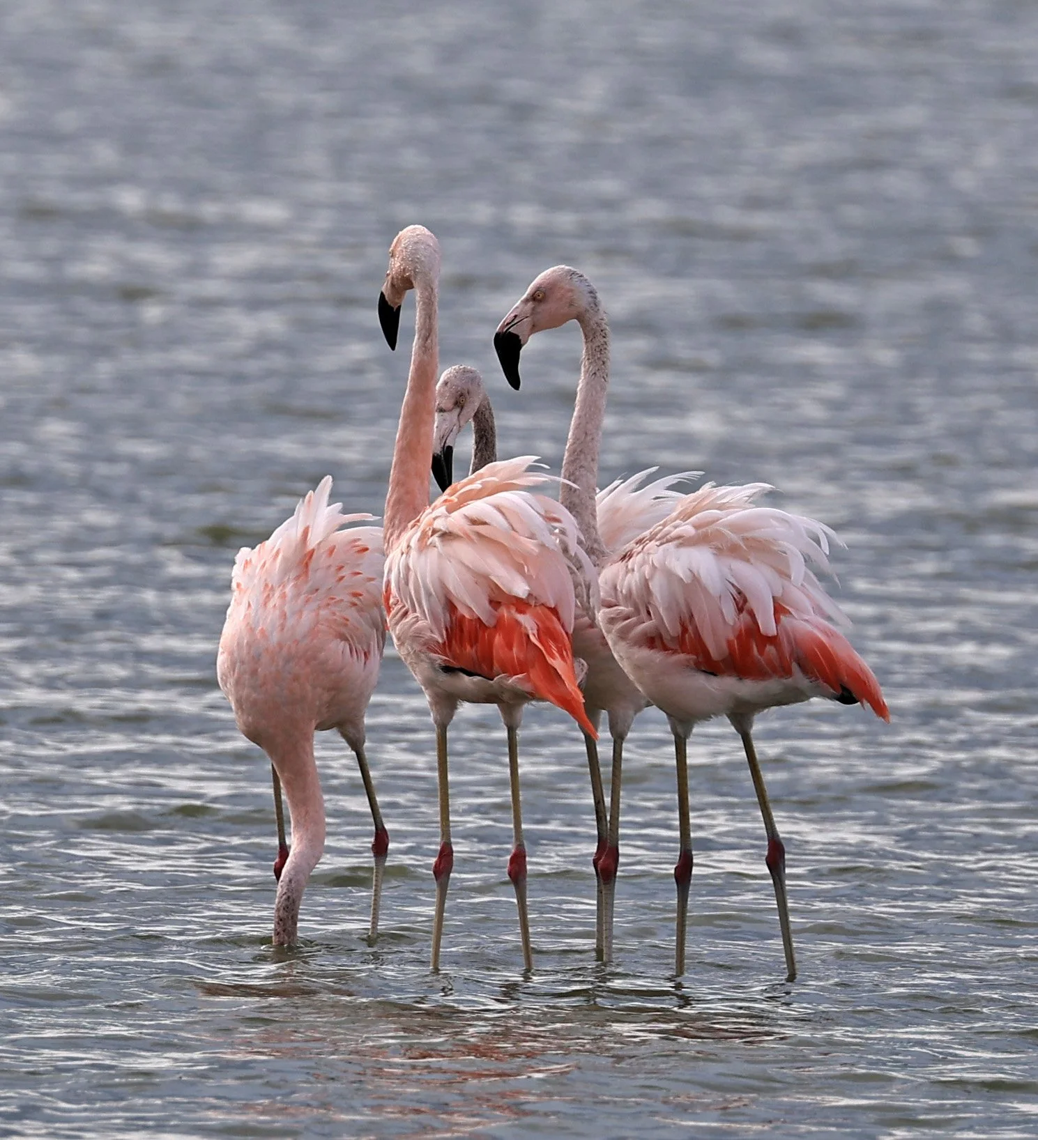 Chilean Flamingo (Phoenicopterus chilensis) Chaco Lodge & Laguna Salada Paraguay (39).jpg