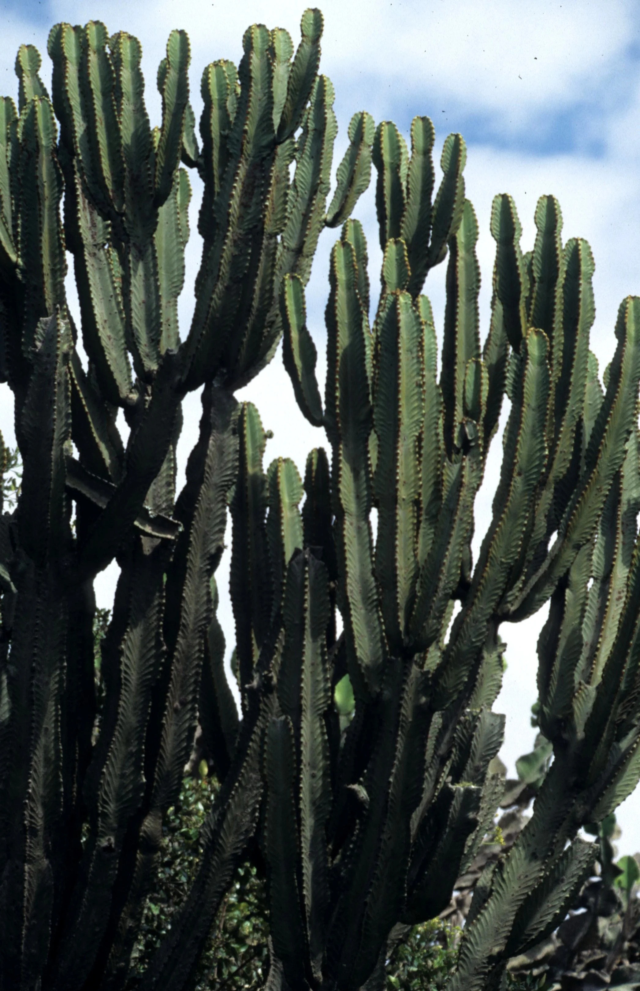 UGANDA - EUPHORB TREE.jpg
