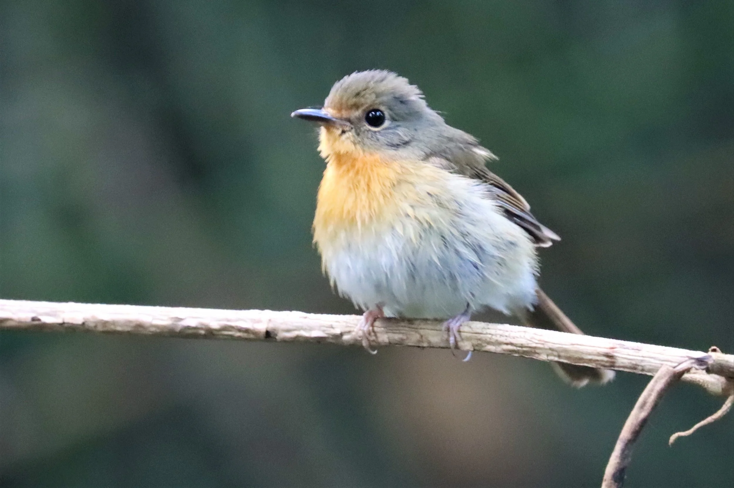 FLYCATCHER - LARGE BLUE FLYCATCHER - Cyornis magnirostris - WAT THAM PRATHUN CHONBURI (67).jpg