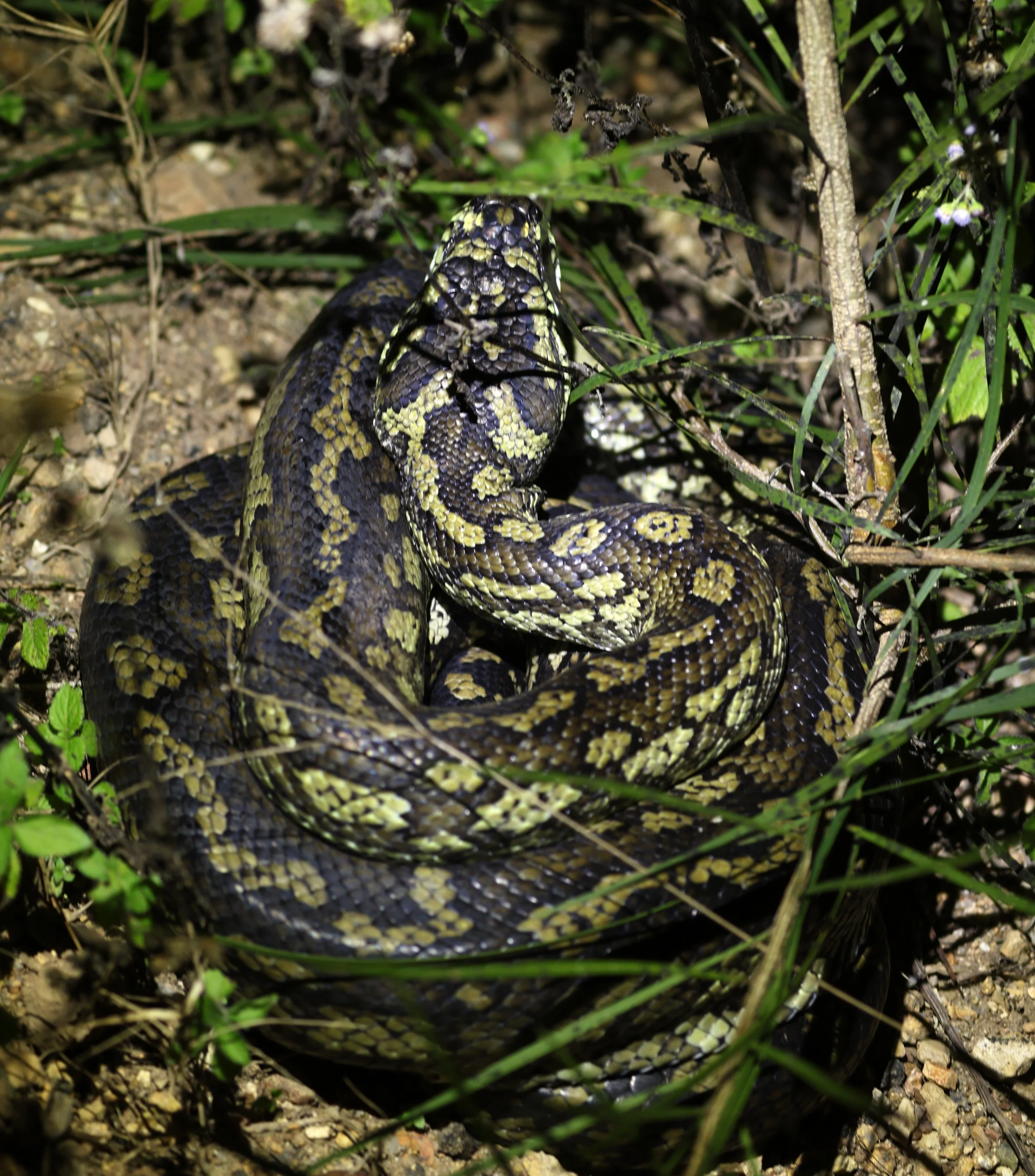 Carpet Python (Morelia spilota) Mount Hypipamee Crater NP & Vicinity - Queensland (25).jpg