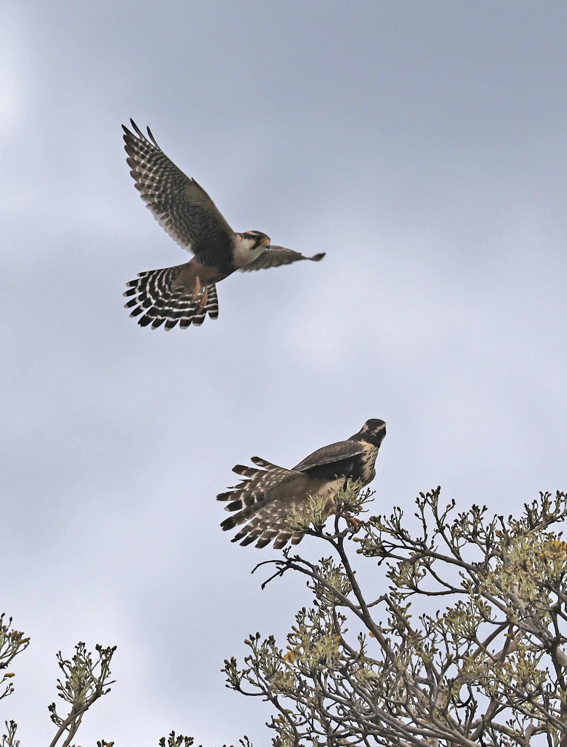 Aplomado Falcon (Falco femoralis) Estancia Campo'i Paraguay (134).jpg