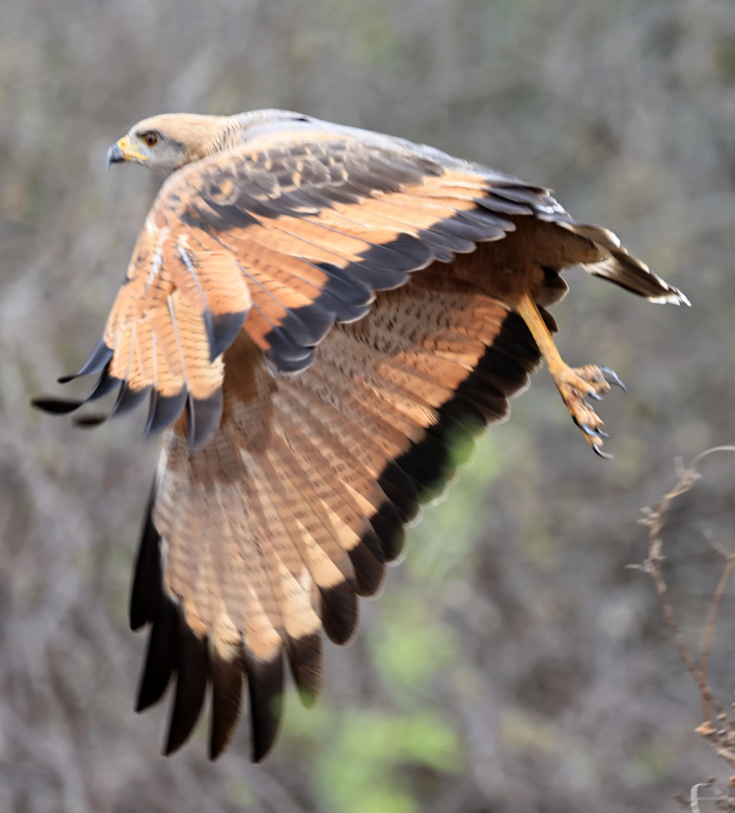 Savanna Hawk (Buteogallus meridionalis) Agua Dulce Paraguay (24).jpg