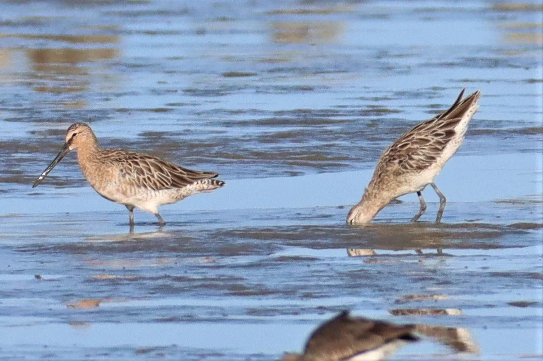 DOWITCHER - ASIAN DOWITCHER - Limnodromus semipalmatus - Mangrove Forest Research Center (19).jpg