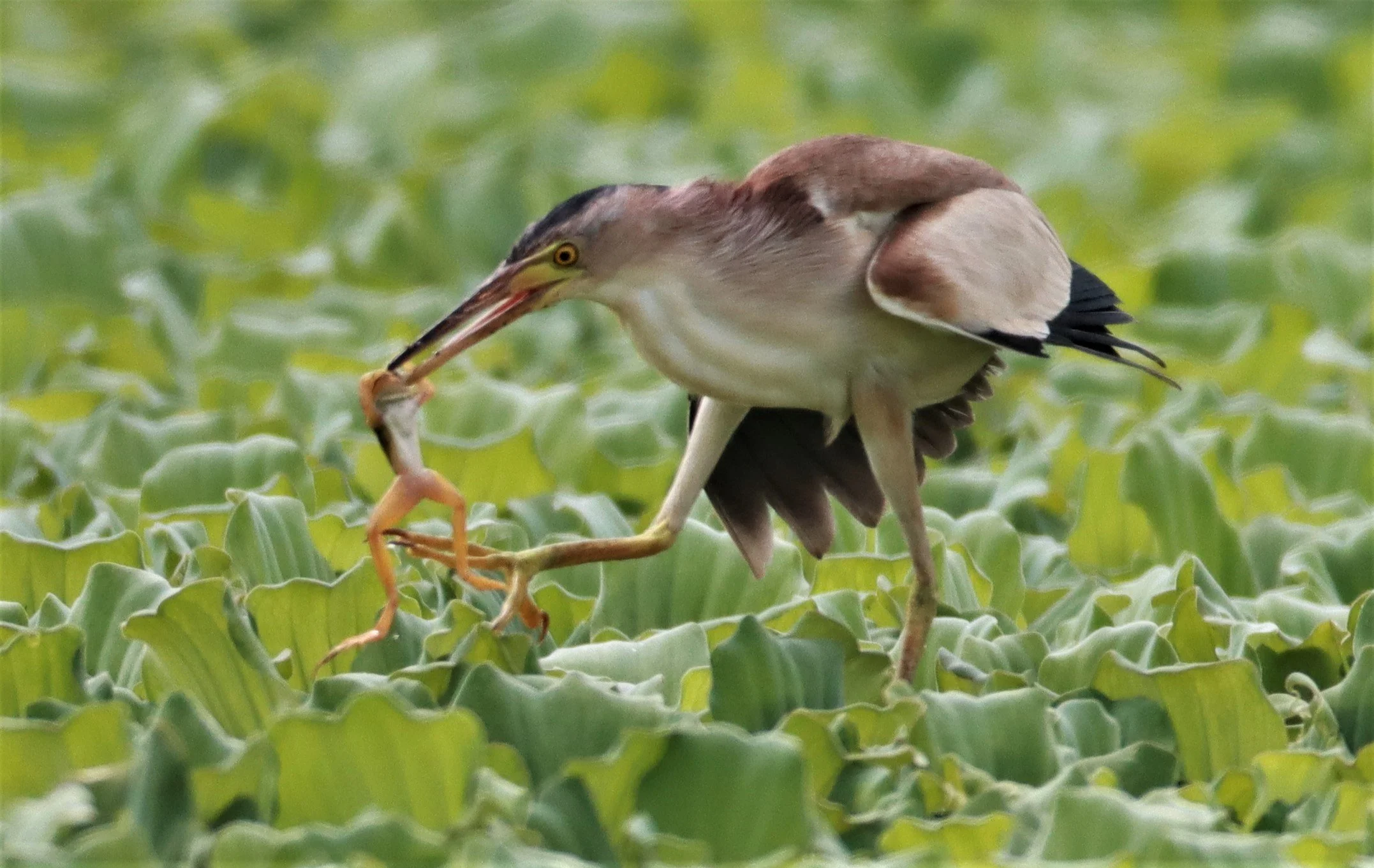 BITTERN - YELLOW BITTERN - Ixobrychus sinensis - KHON KAEN SEWAGE TREATMENT PLANT KHON KAEN UNIVERSITY  (35).jpg
