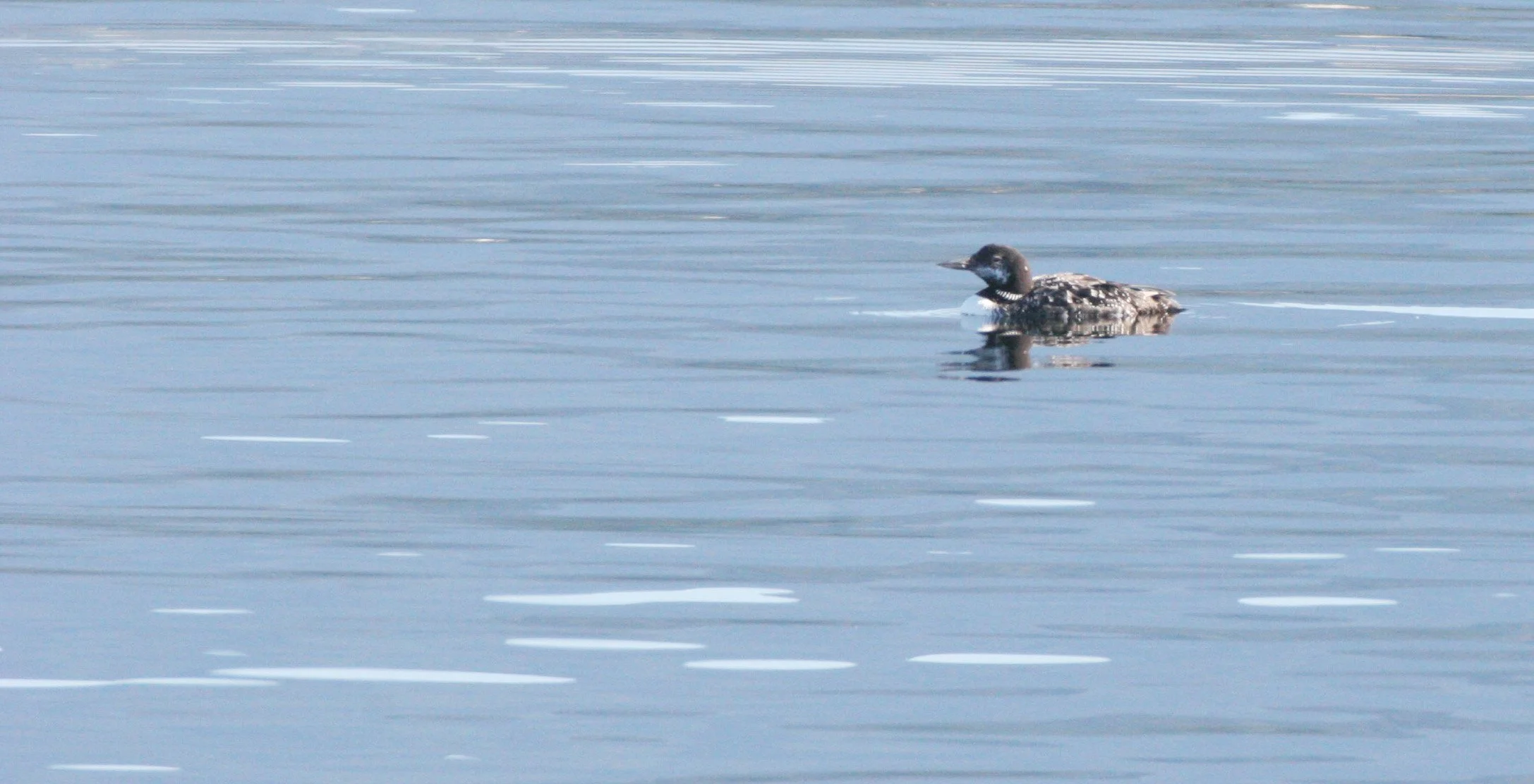 BIRD - LOON - COMMON LOON - PA HARBOR WA.JPG