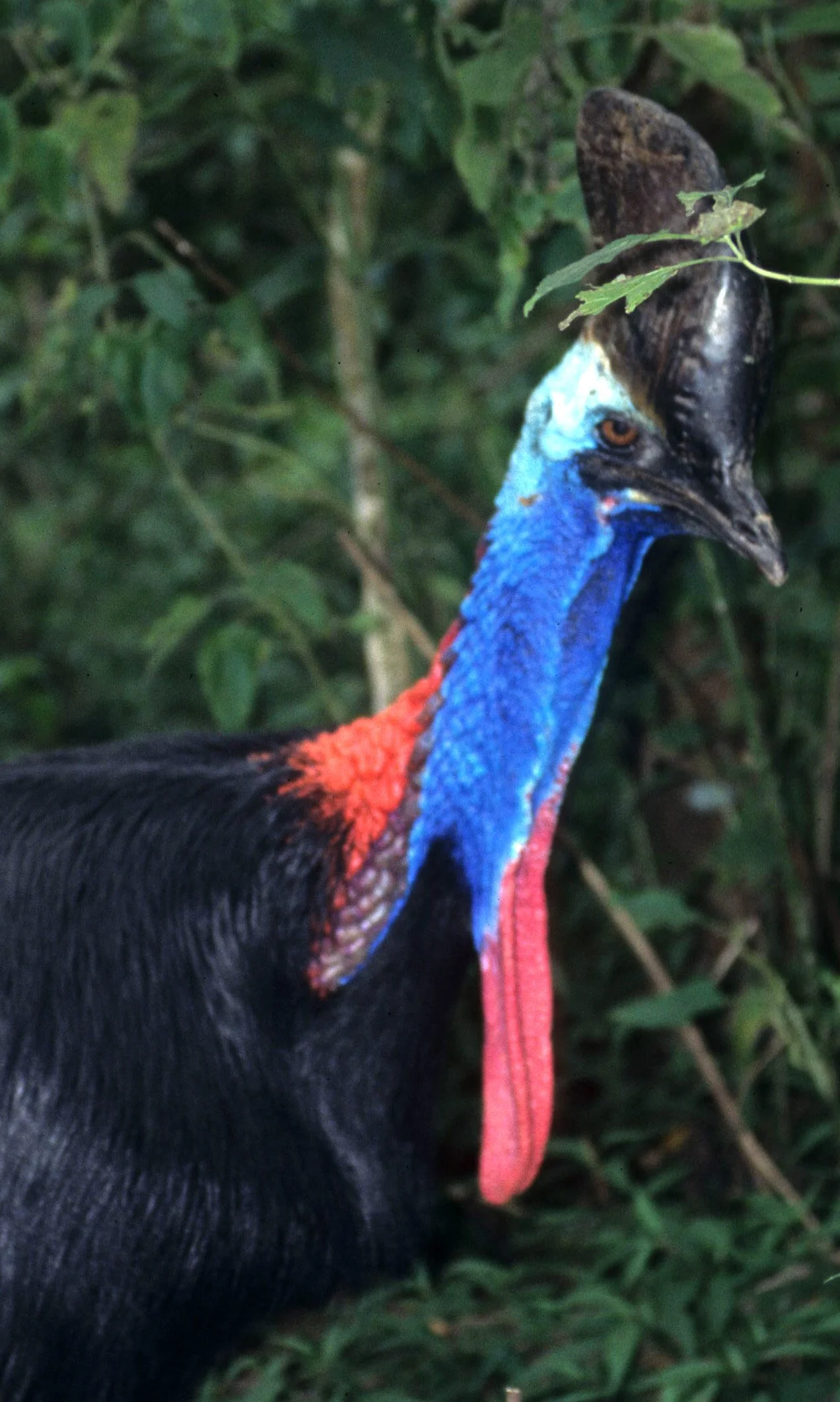 BIRD - SOUTHERN CASSOWARY - DAINTREE RAINFOREST G1.jpg