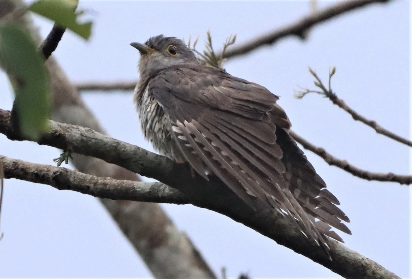 Indian Cuckoo (Cuculus micropterus) Kaeng Krachan NP Thailand (4).jpg