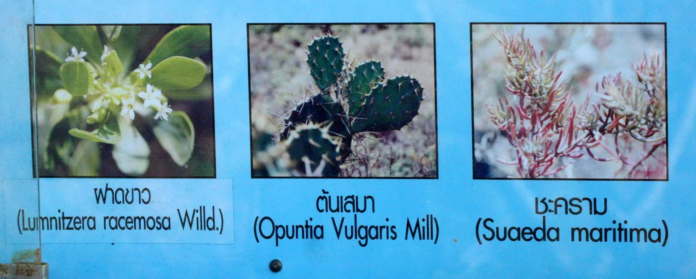 KHAO SAM ROI YOT THAILAND - PLANTS.JPG