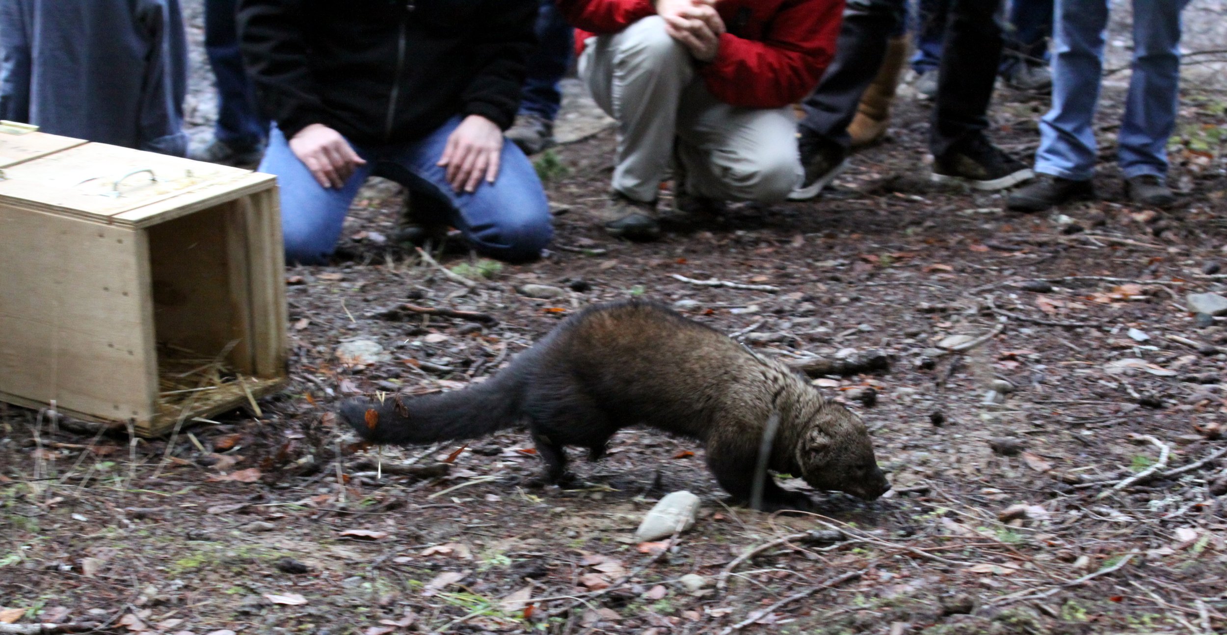 MUSTELID - FISHER - RELEASE ON 21 DECEMBER 2009 AT WISKER BEND TRAIL HEAD AND SOL DUC CAMPGROUND ONP (71).JPG