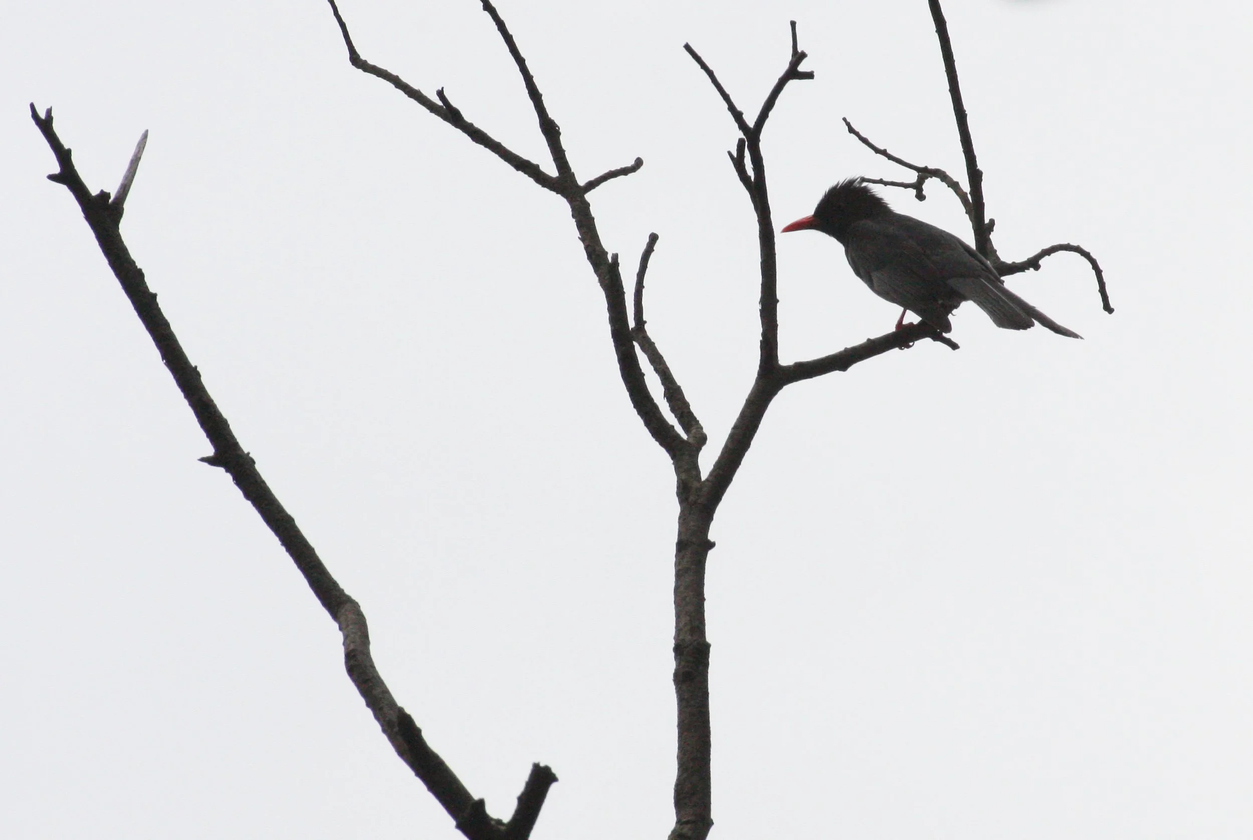 Black Bulbul (Hypsipetes leucocephalus) Taiwan