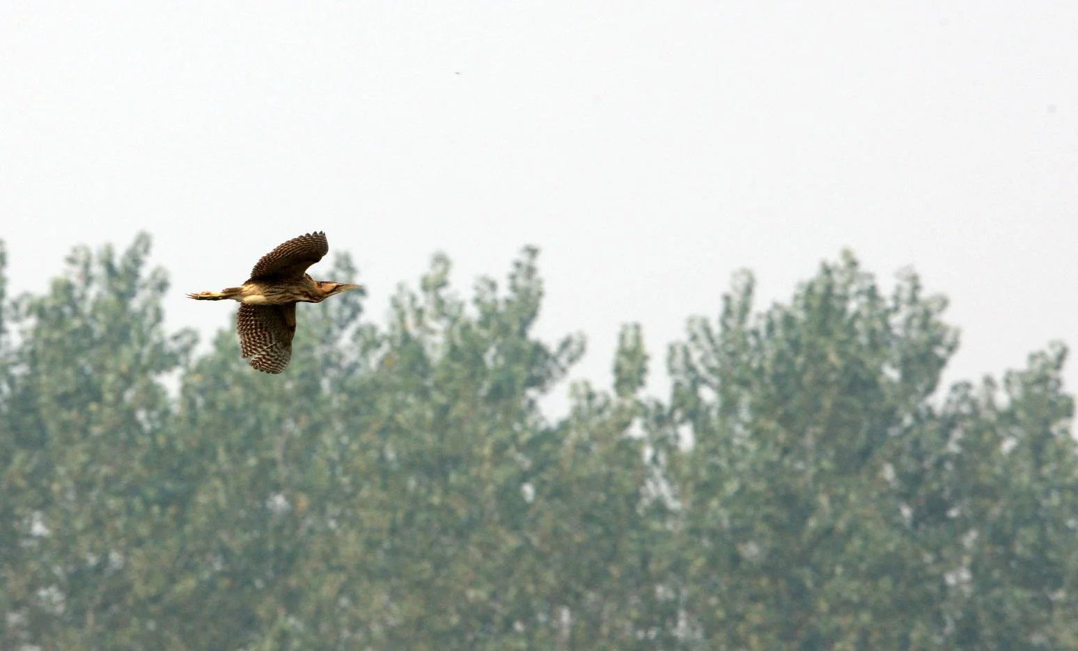 BITTERN - GREAT OR EURASIAN BITTERN - Botaurus stellaris - NANKOU, RUDONG, CHINA (10).JPG