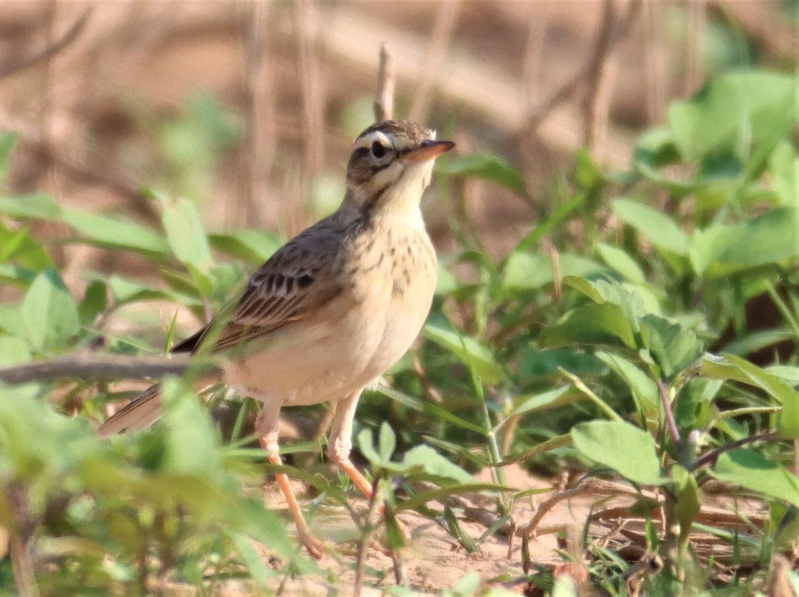 Paddyfield Pipit (Anthus rufulus) LUMTAKONG LAKE PAK CHONG (6).jpg