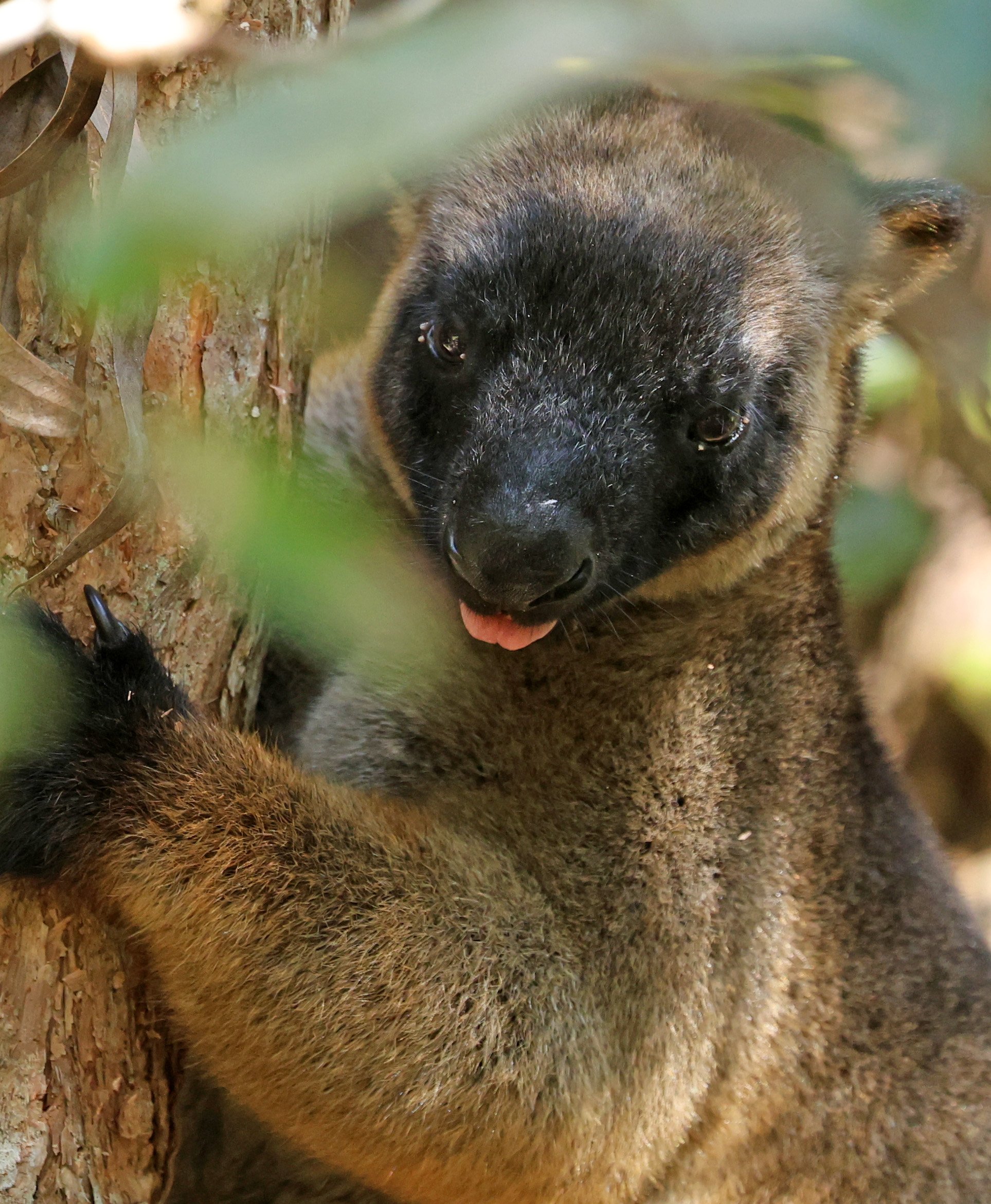 Lumholtz's Tree-kangaroo (Dendrolagus lumholtzi) Chambers Lodge Atherton Tablelands - Queensland 