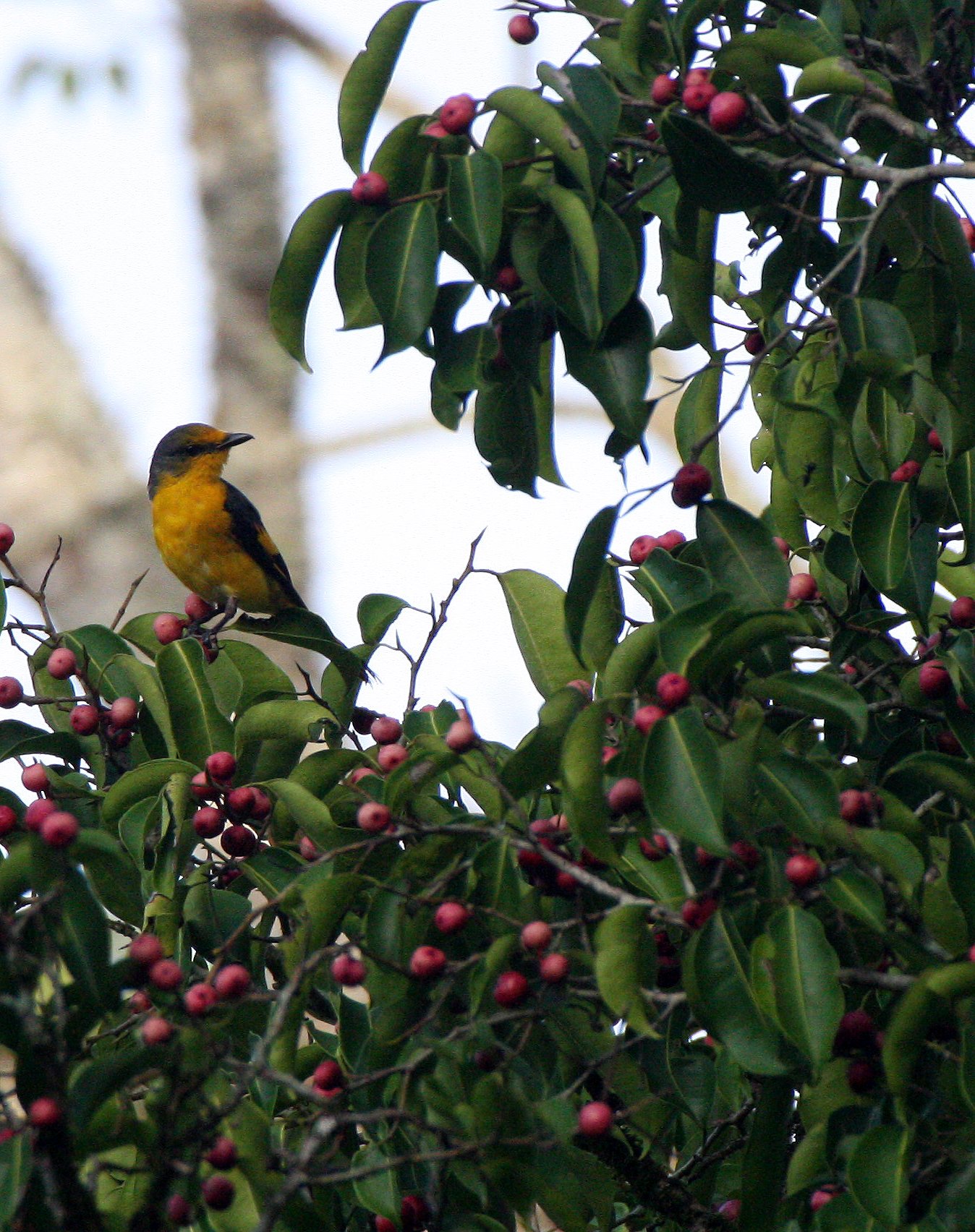 Scarlet Minivet (Pericrocotus speciosus) Kaeng Krachan NP Thailand (31).JPG