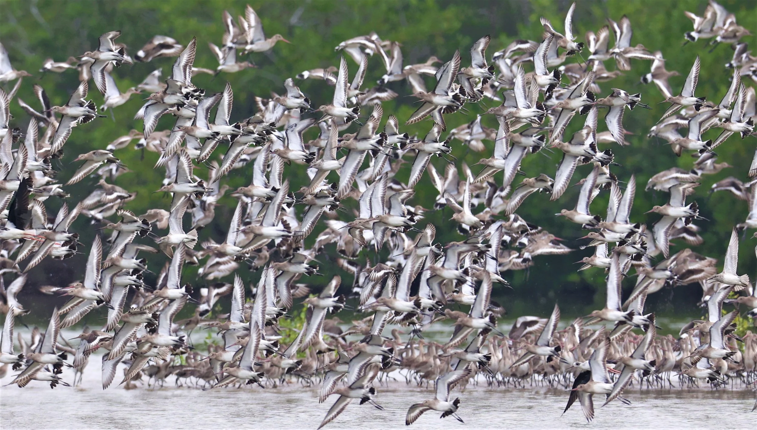 GODWIT - BLACK-TAILED GODWIT - Limosa limosa - BANG PU MANGROVE FOREST 14 NOVEMBER 2021 (6).jpg