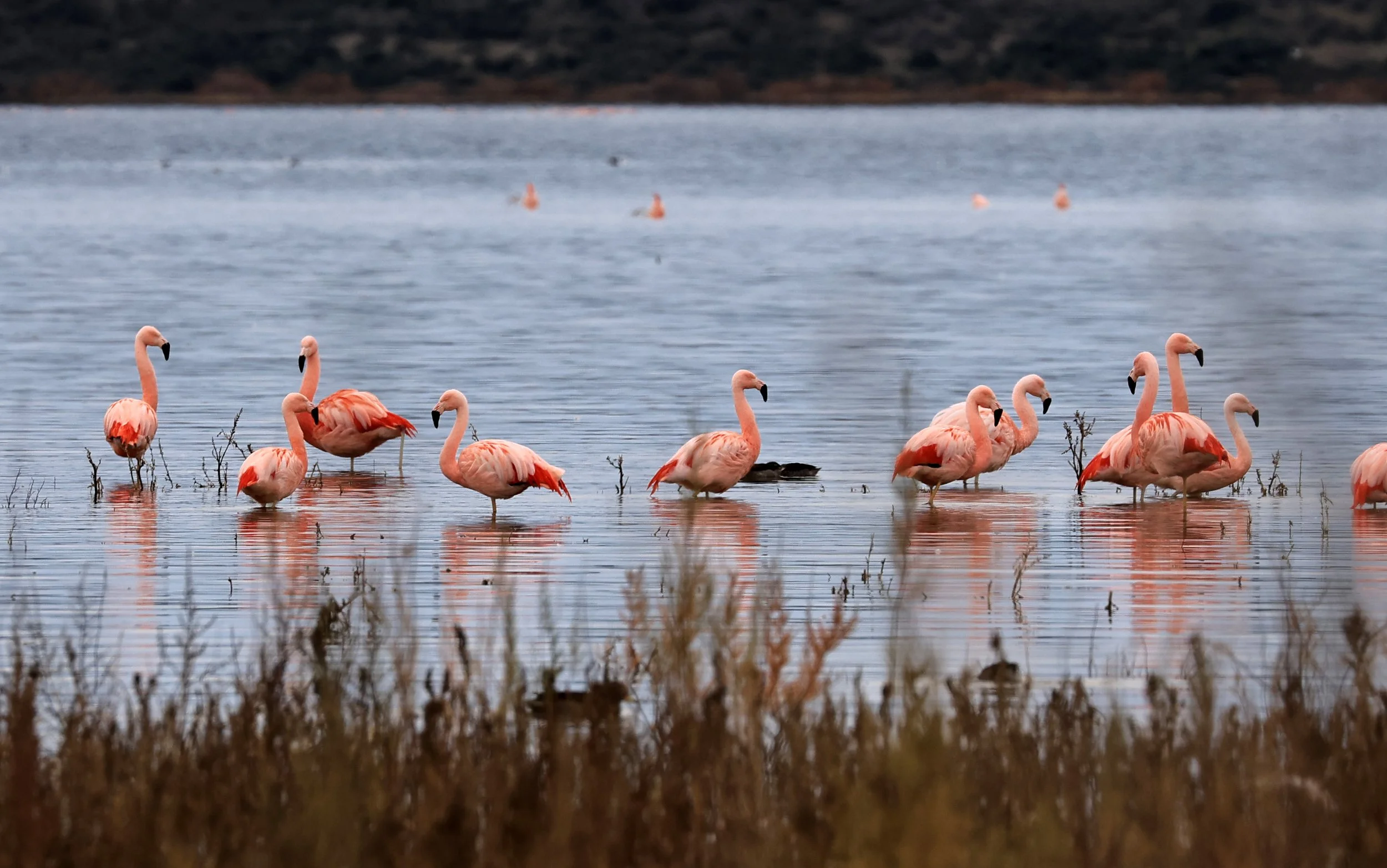 Chilean Flamingo (Phoenicopterus chilensis) Lagunas del Ornitólogo, Trelew Argentina (83).jpg