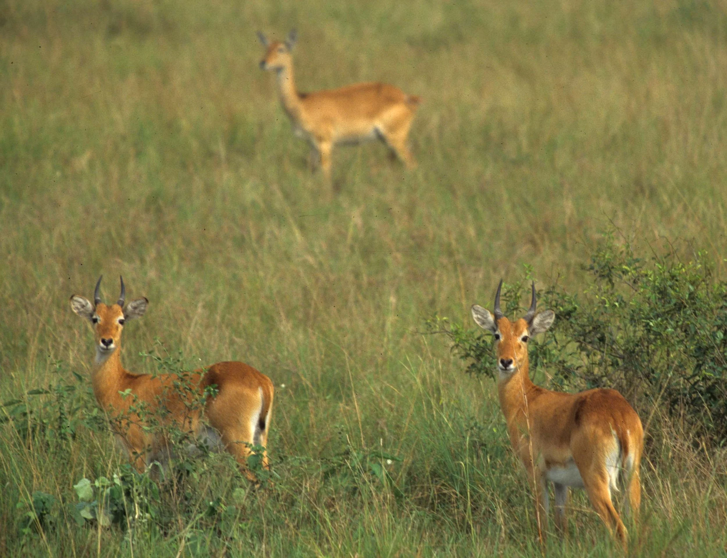 BOVID - ORIBI - UGANDA QE NP (7).jpg