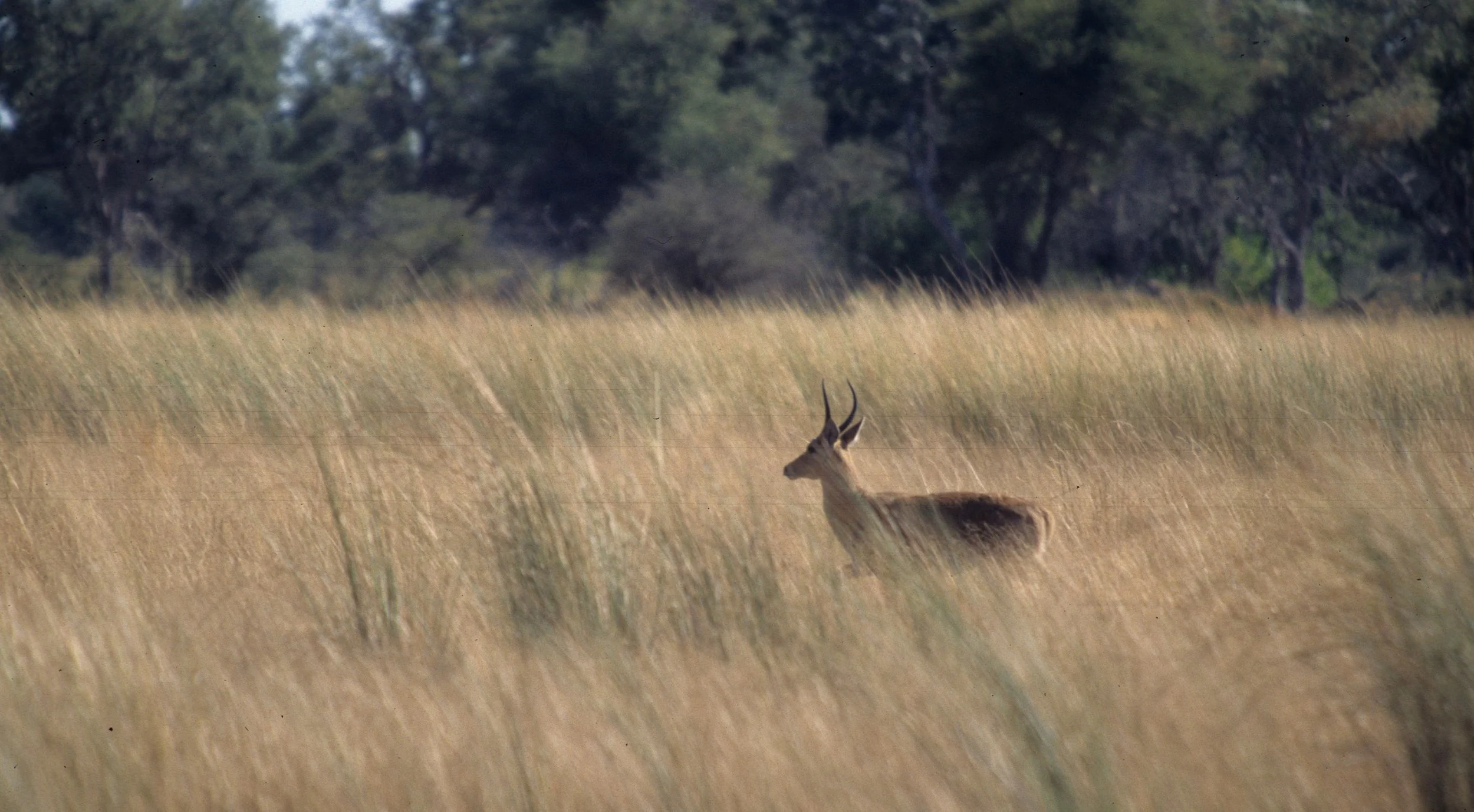 BOVID - REEDBUCK - UGANDA  (4).jpg
