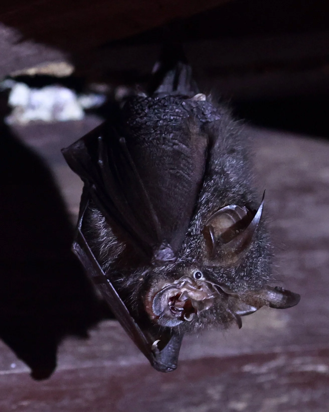 Northern Woolly Horseshoe Bat (Rhinolophus perniger) seen in an abandoned outhouse in Jan 2025