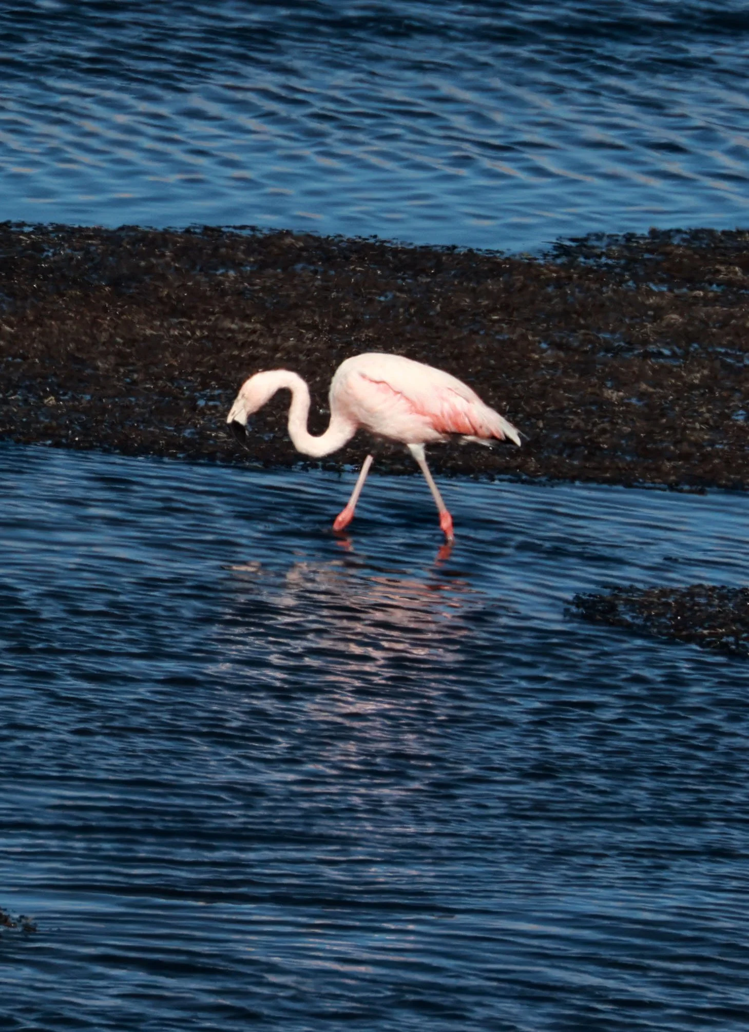 Flamingo - Chilean flamingo - Phoenicopterus chilensis - Lauca National Park, Chile (2).jpg