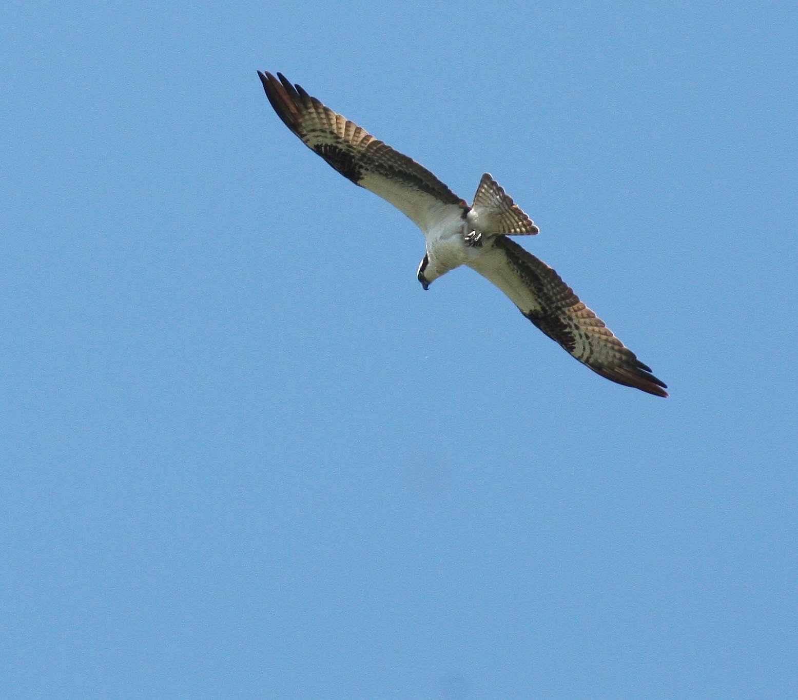 Pandion haliaetus - OSPREY - RIDGEFIELD NWR WA (11).JPG