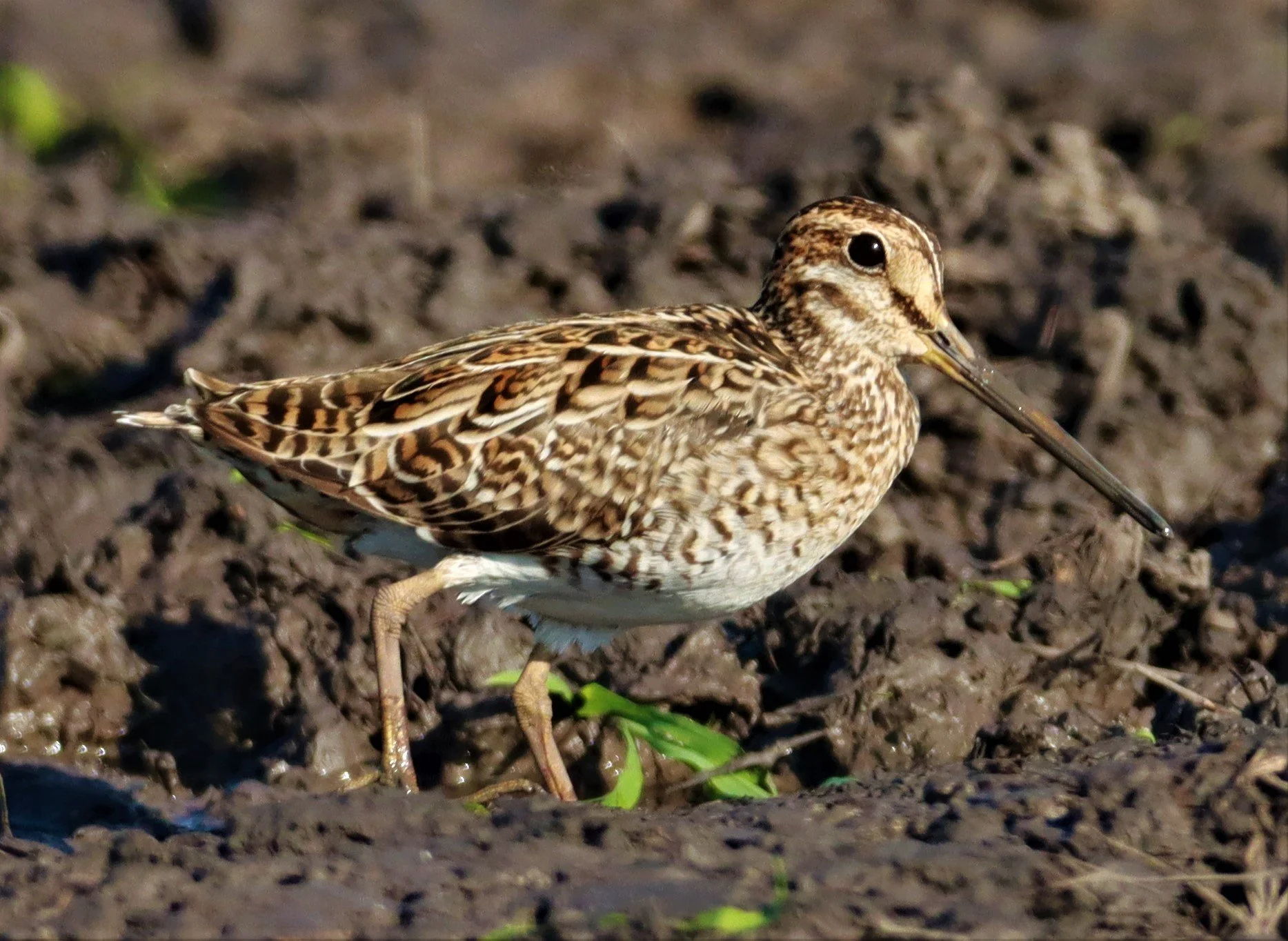 SNIPE - PINTAIL SNIPE - Gallinago stenura - PATHUM THANI RICE RESEARCH CENTER AUGUST 24 2021 (184).jpg