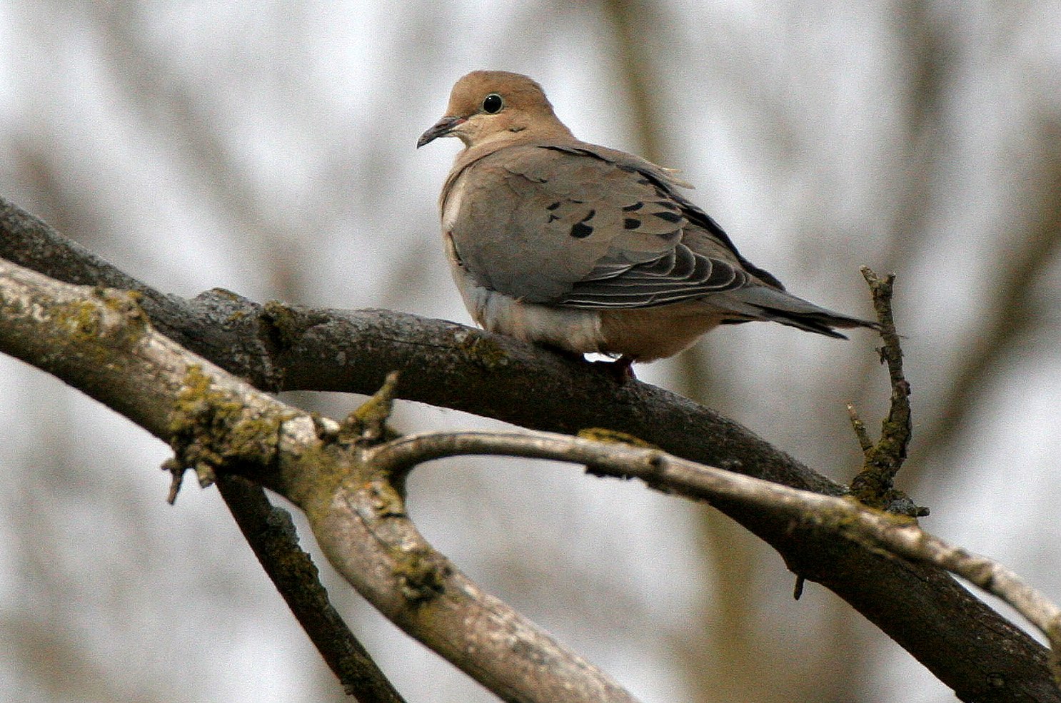 Mourning Dove (Zenaida macroura) Pratt's Wayne Woods Illinois (2).JPG