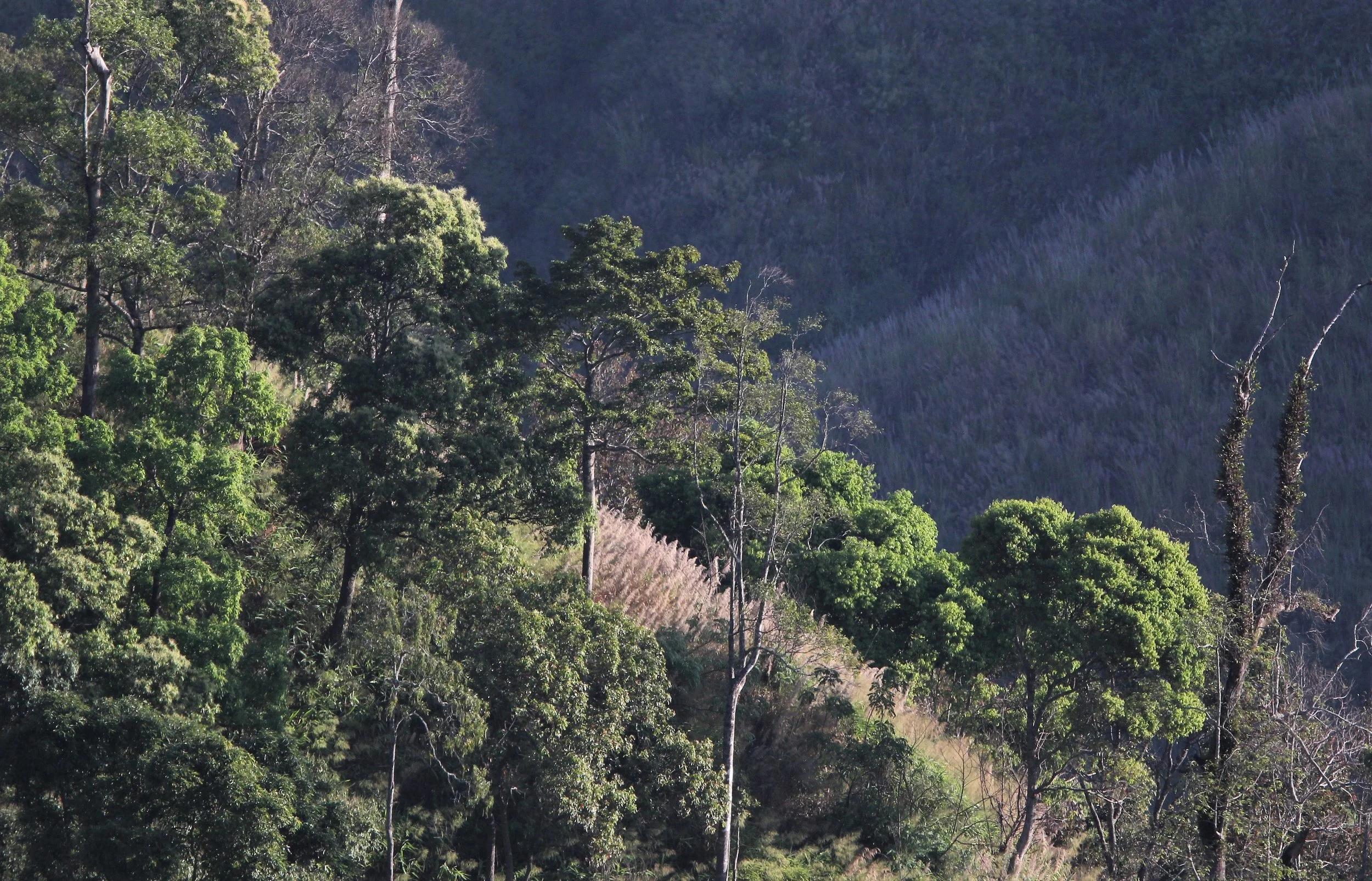 Previous logged area of Hill Evergreen Forest near Chong Yen Campsite.