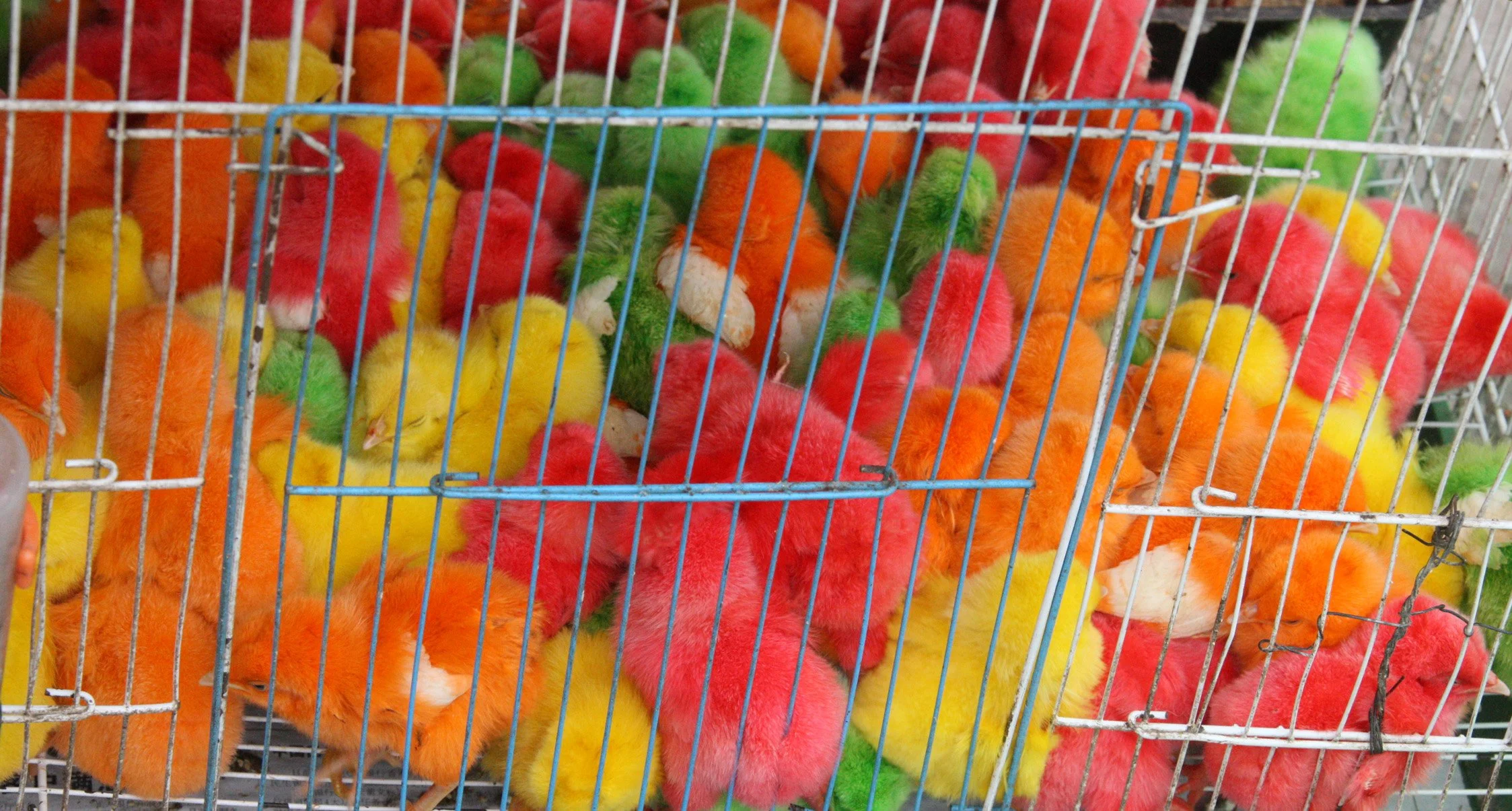 KUNMING - ANIMAL MARKET (10).JPG