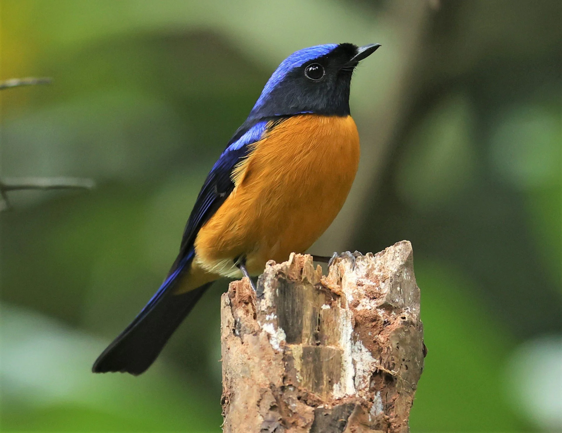 NILTAVA - RUFOUS-BELLIED NILTAVA - Niltava sundar - DOI INTHANON NP CHIANG MAI, DEC 2021 (75).JPG