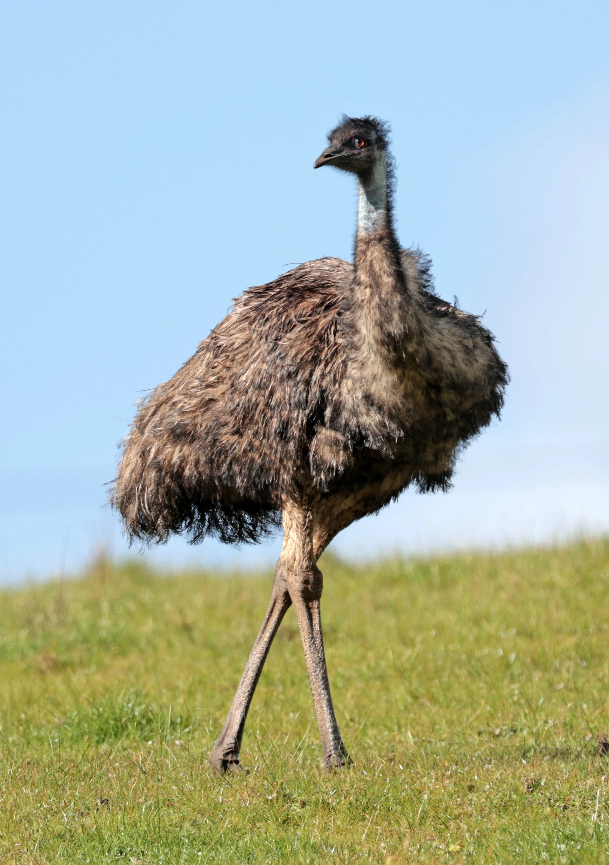Emu (Dromaius novaehollandiae) Mt Frankland NP - Western Australia (20).jpg