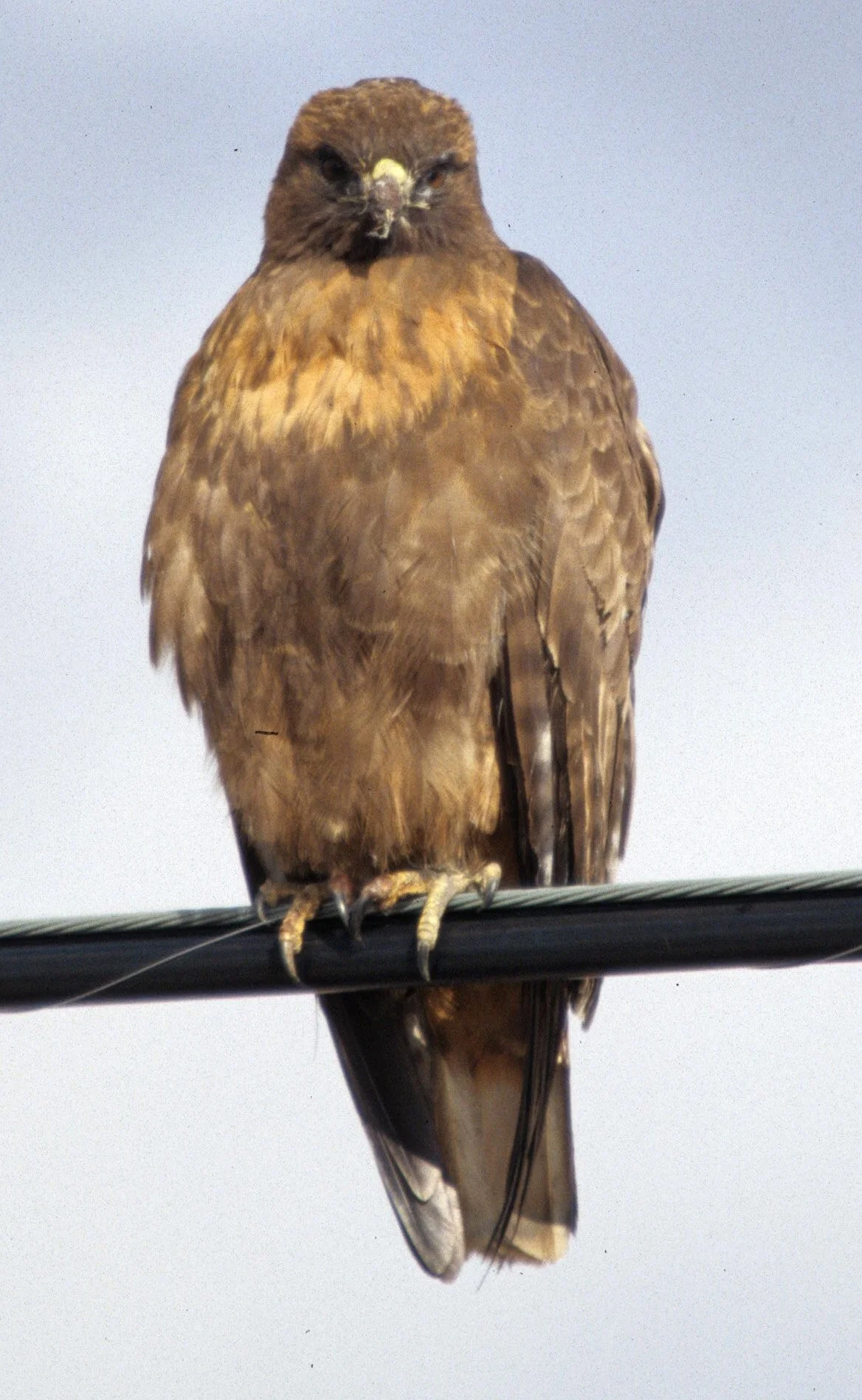 Buteo jamaicensis - RED-TAILED HAWK - KLAMMATH BASIN CALIFORNIA (5).jpg