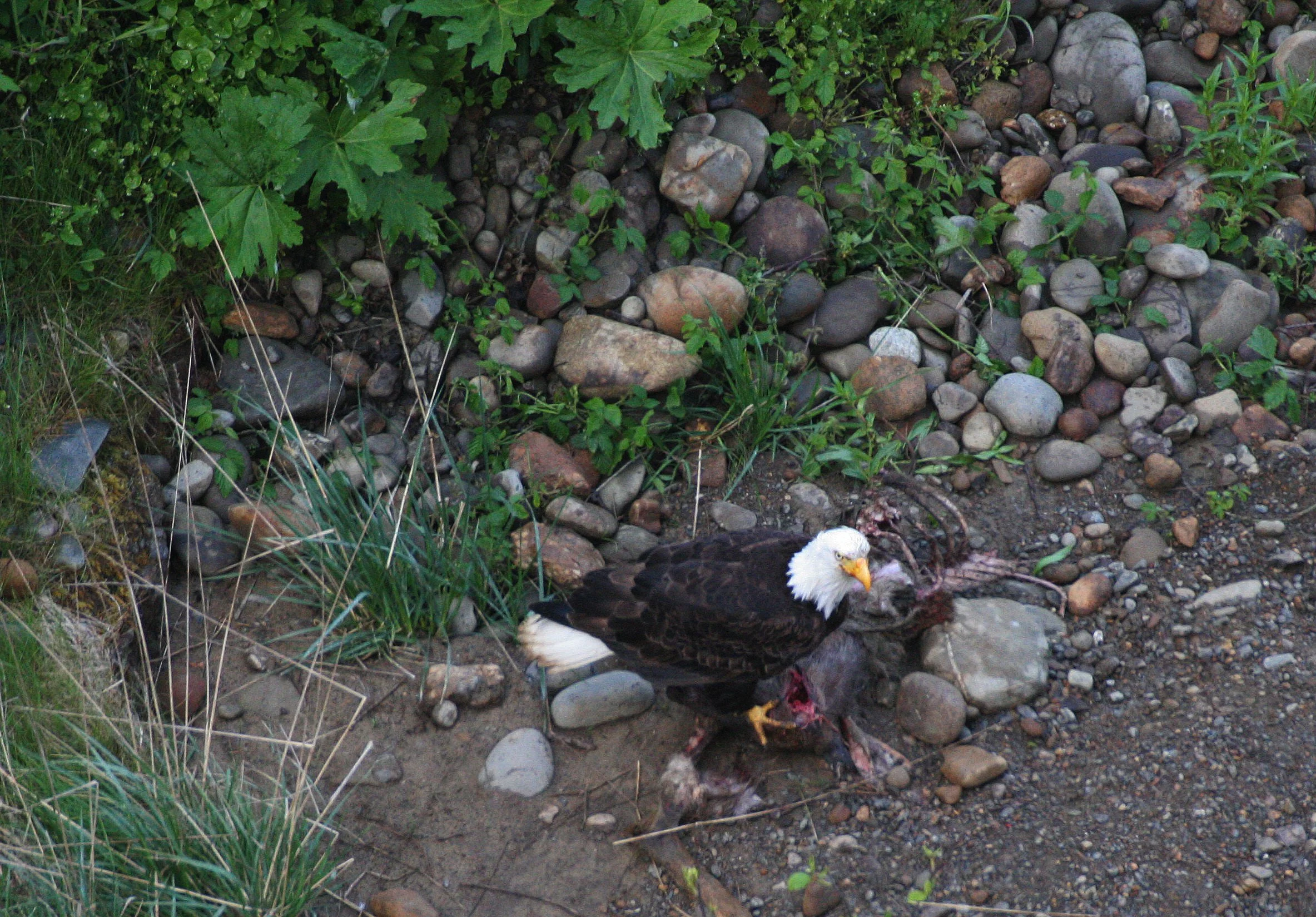 BIRD - EAGLE - BALD EAGLE - LAKE FARM BLUFFS WASHINGTON (105).JPG