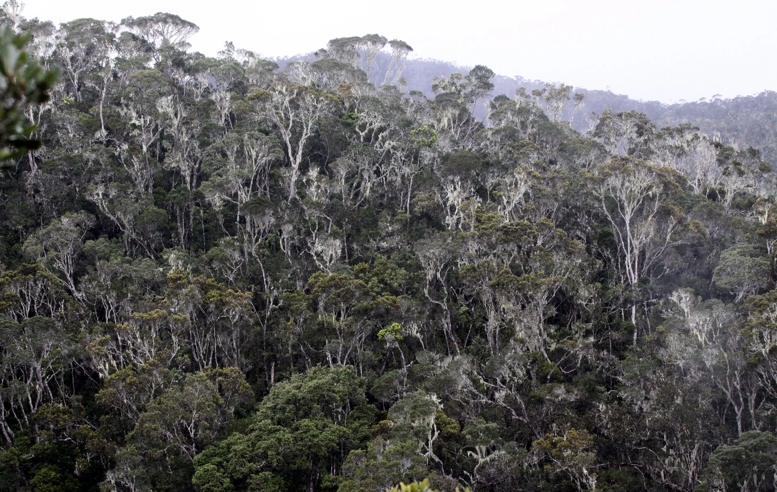 ANDISABE NATIONAL PARK MADAGASCAR - PRIMARY FOREST VIEWS (4).JPG