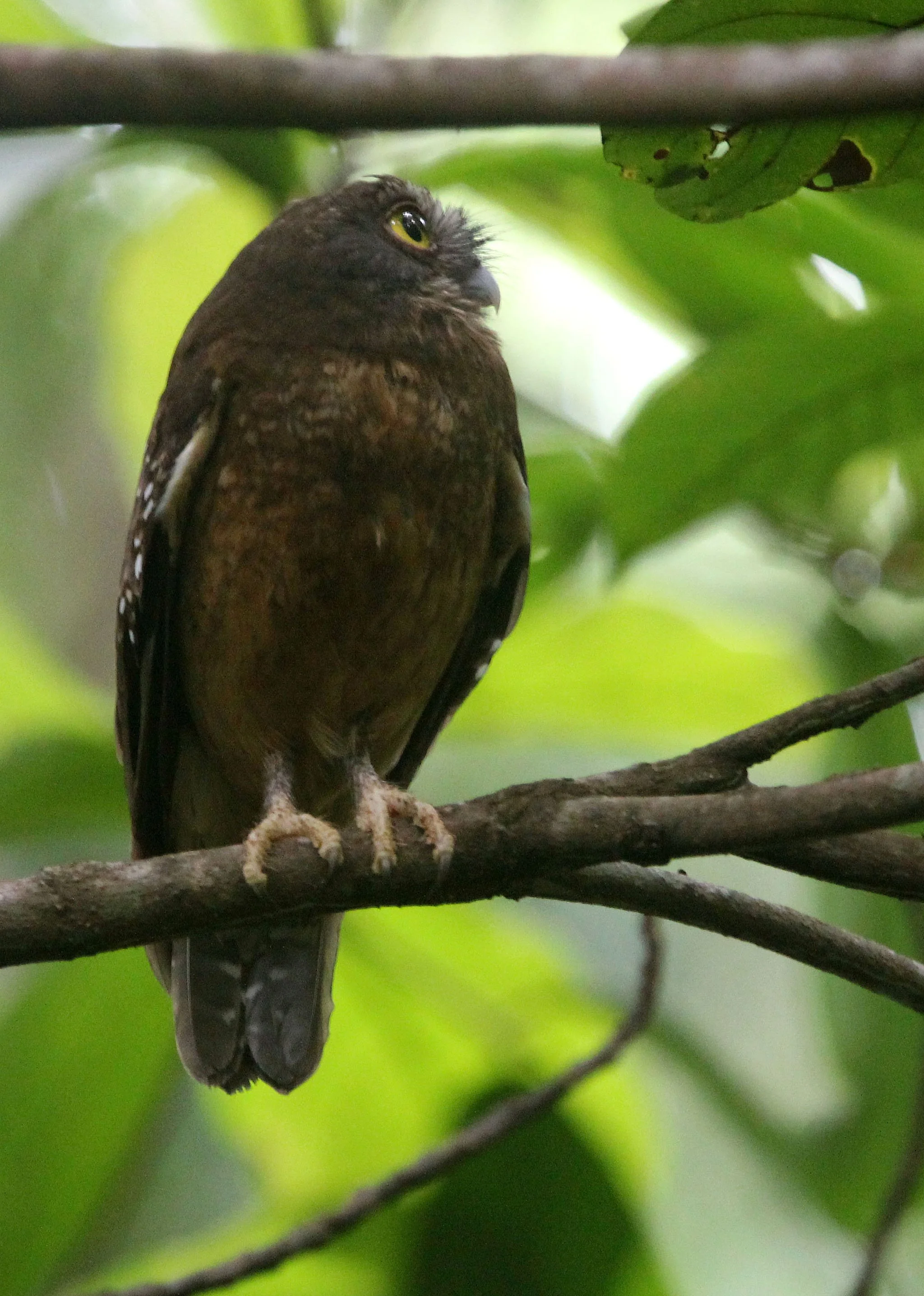 Ninox ochracea - Ochre-bellied Boohook - TANGKOKO NATIONAL PARK SULAWESI INDONESIA (17).JPG