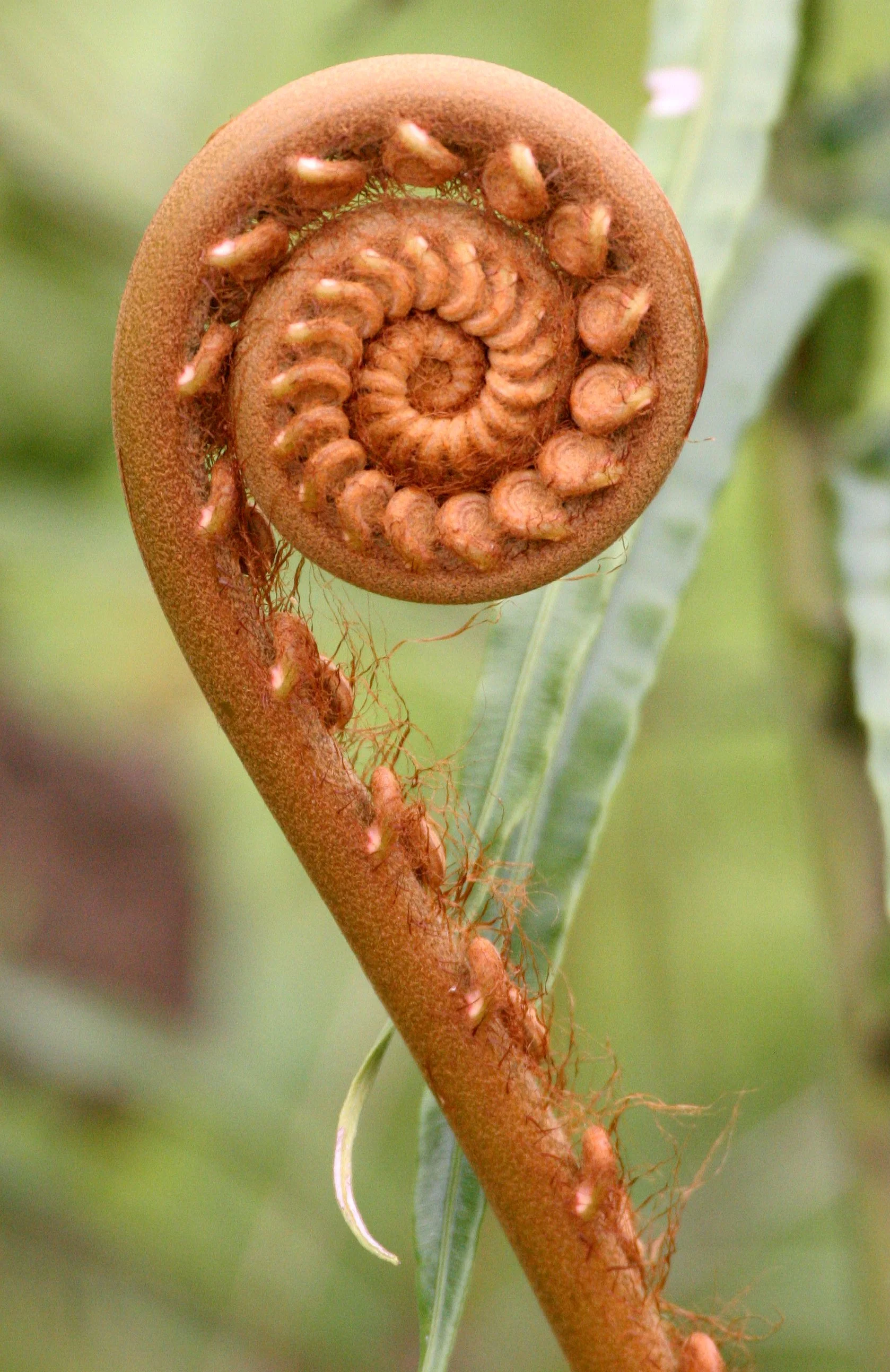 TABIN WILDLIFE RESERVE BORNEO - FERN FIDDLE-HEAD.JPG