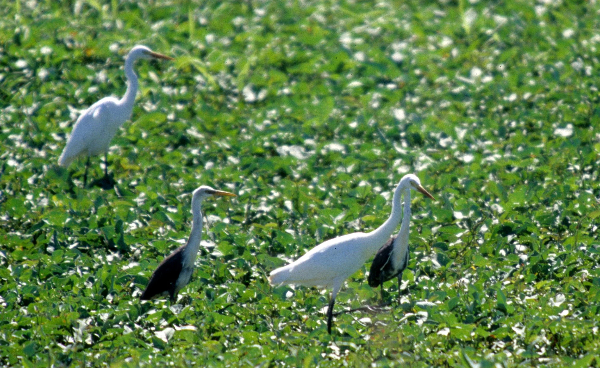 BIRD - EGRET - GREAT EGRET WITH PIED HERON - KAKADU NP A.jpg