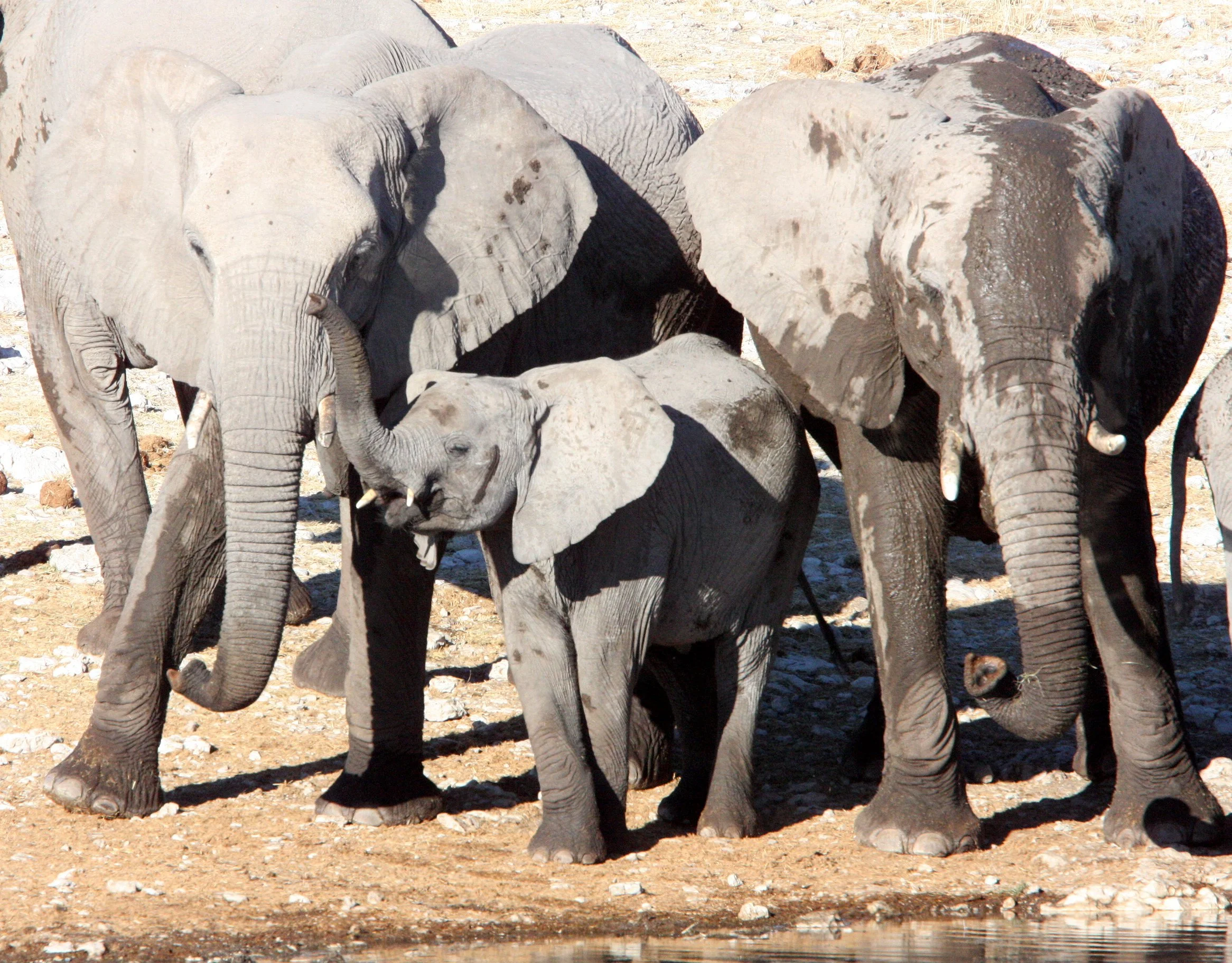 ELEPHANT - AFRICAN ELEPHANT - ETOSHA NATIONAL PARK NAMIBIA (89).JPG