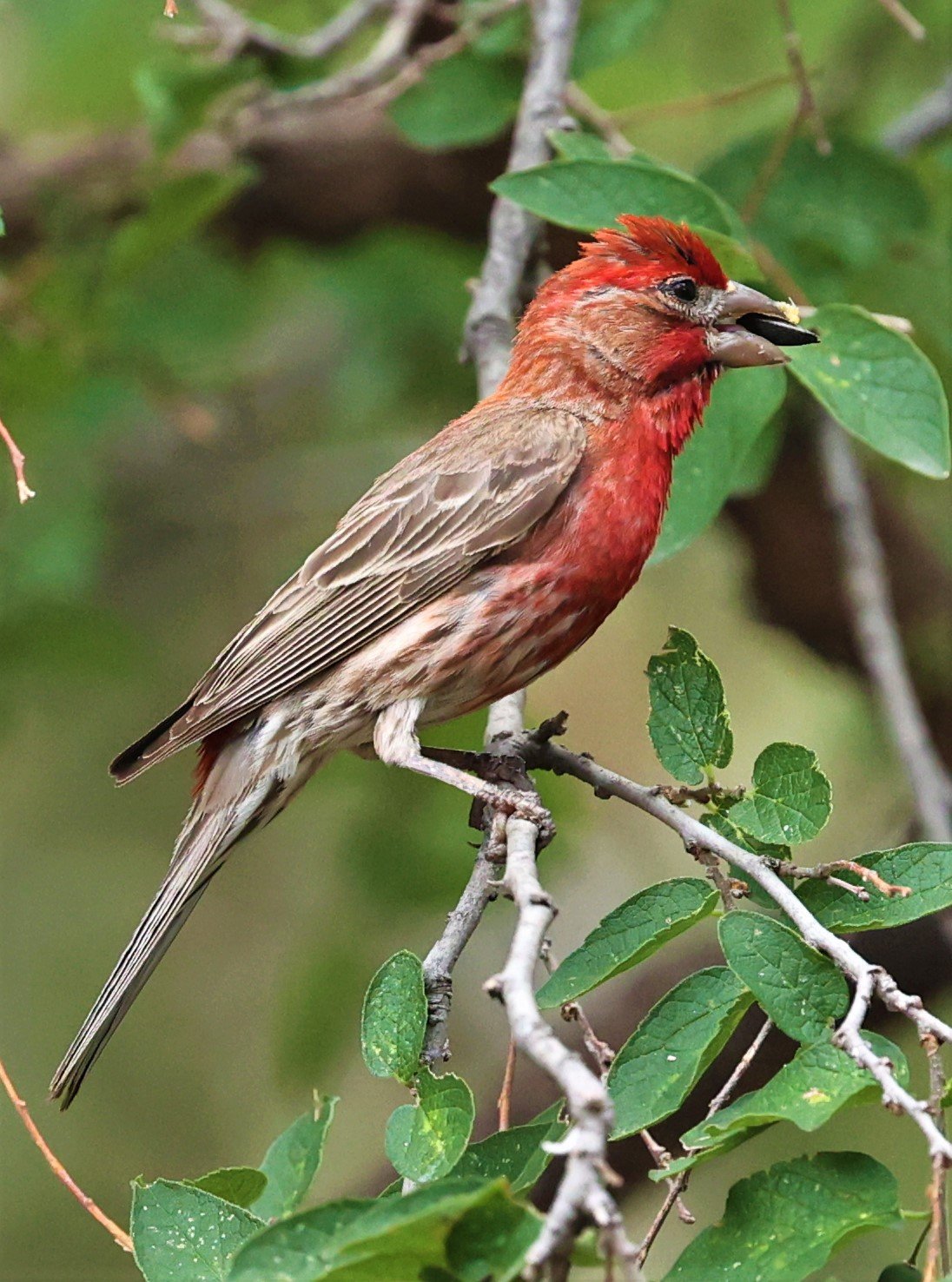 House Finch (Haemorhous mexicanus) Davis Mountains State Park, Texas (43).jpg